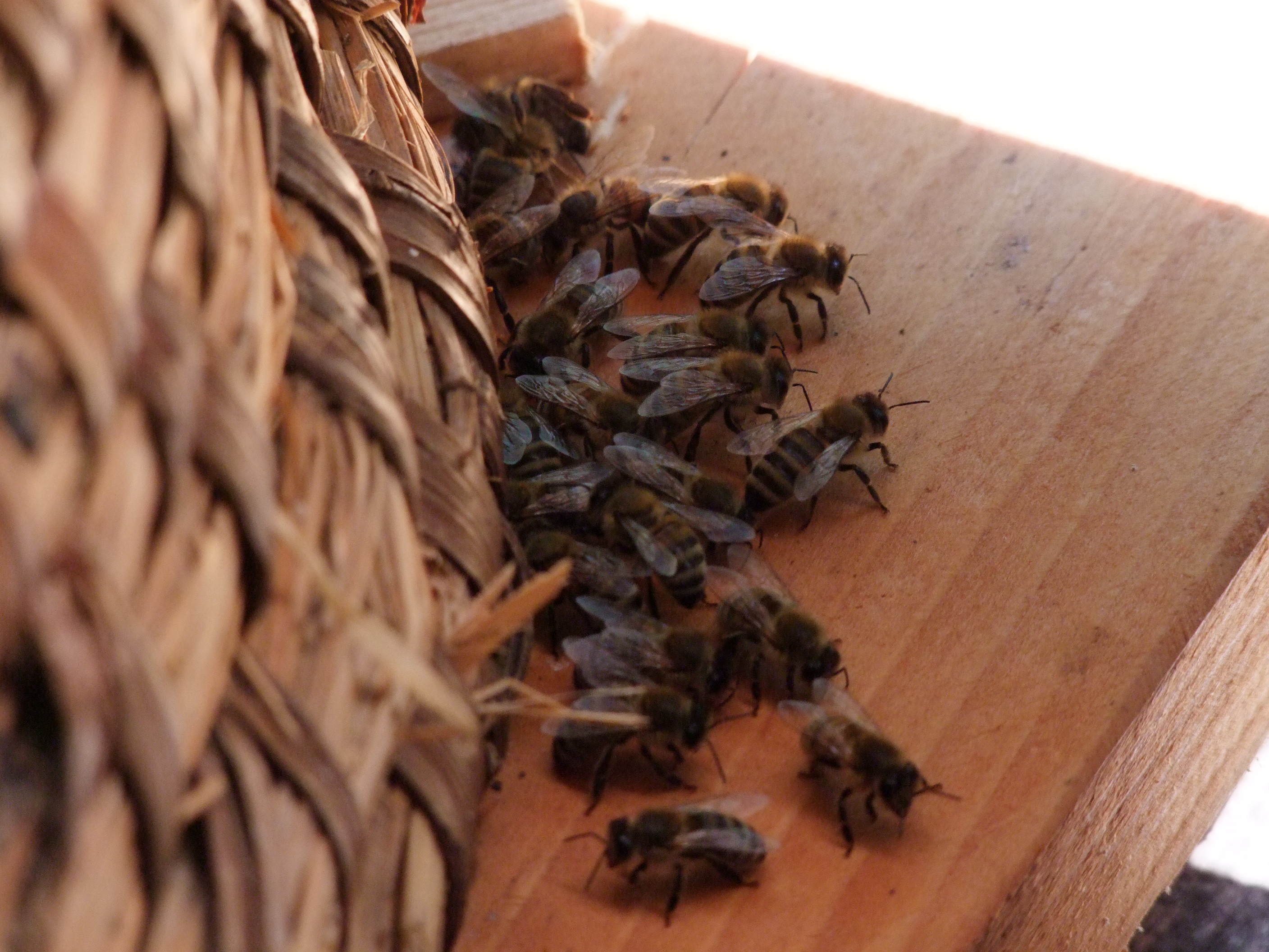 Le miel et les abeilles