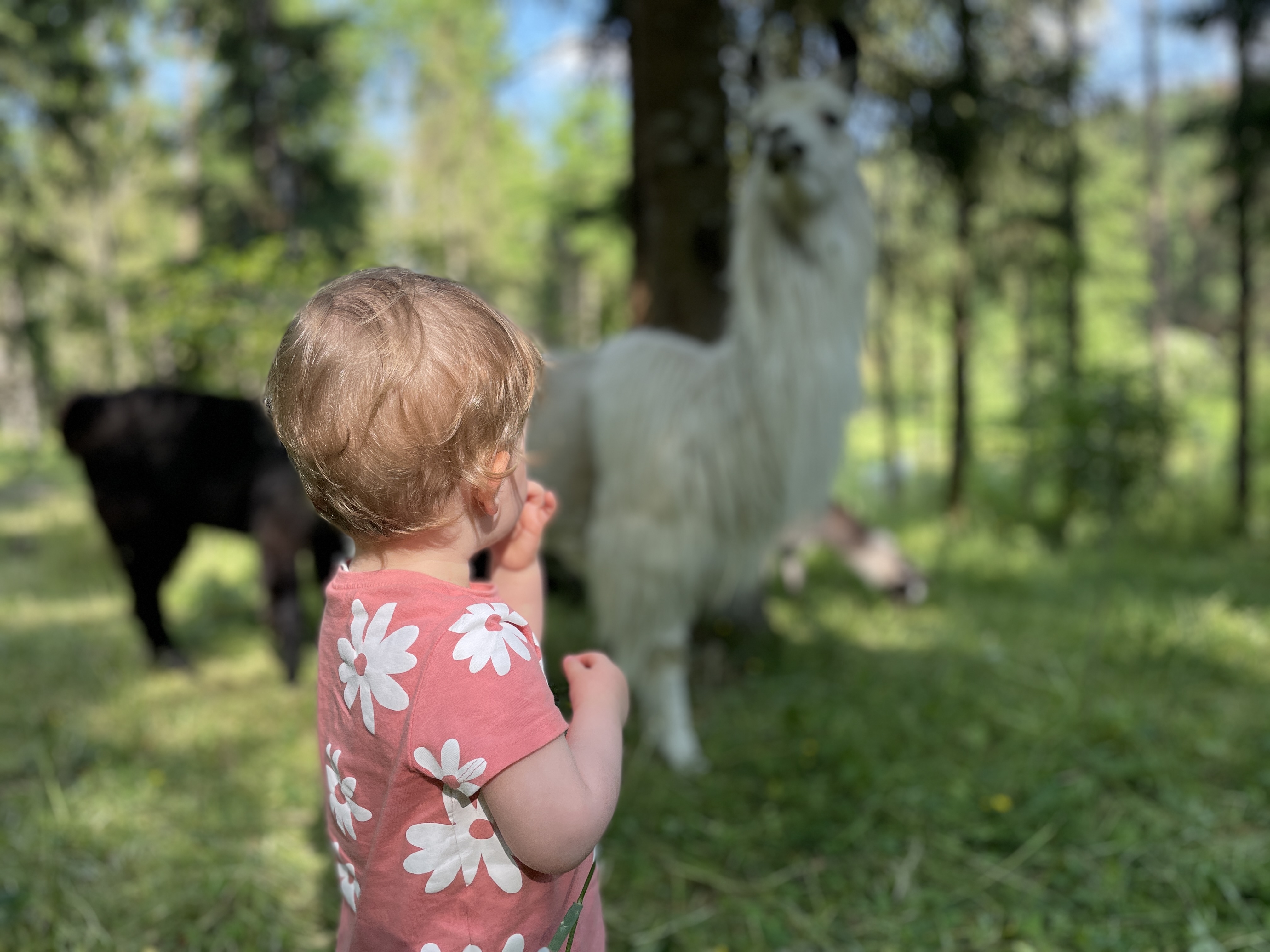 Vacances D'été à Lama Loisirs, Mamirolle