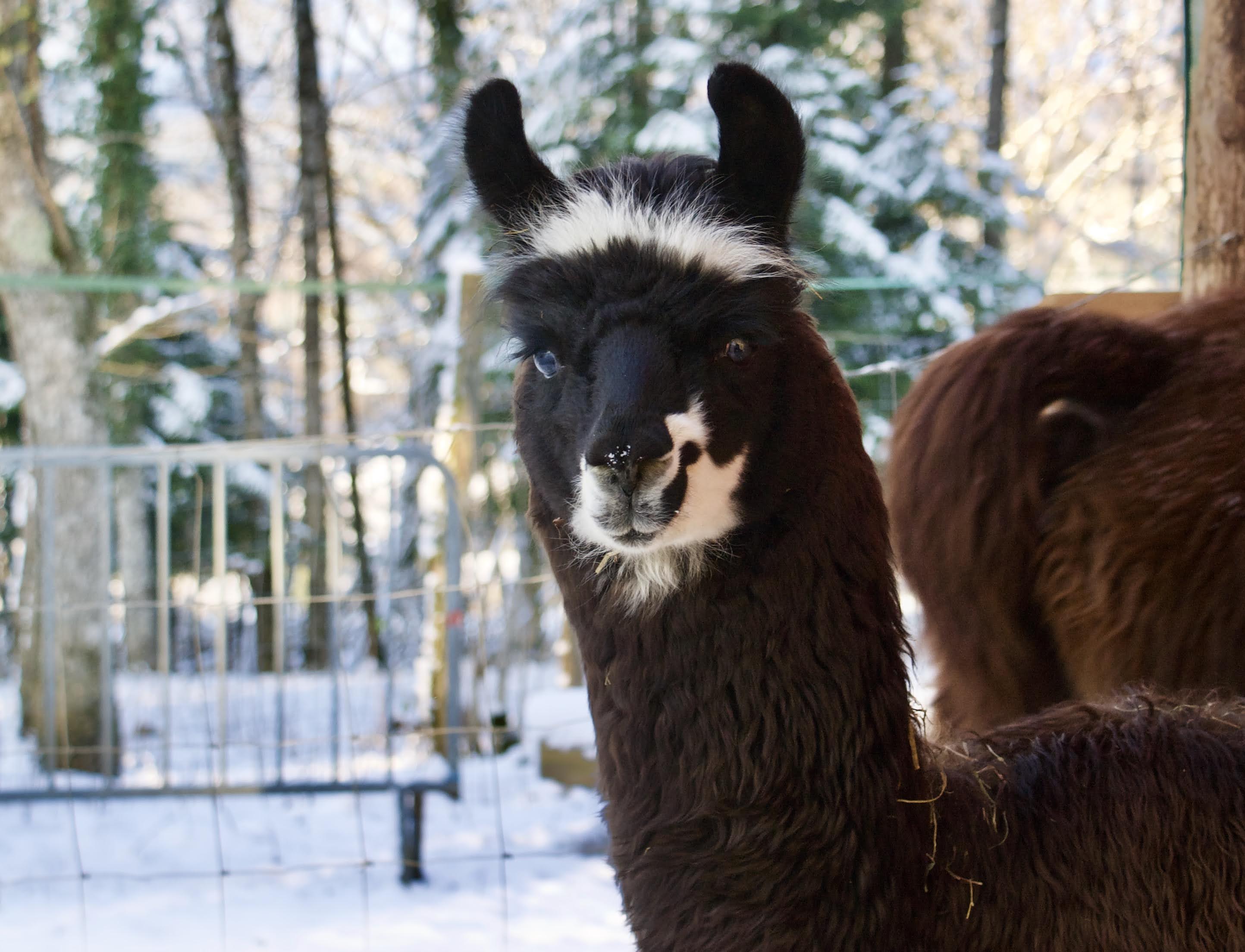 Vacances D'Hiver à Lama Loisirs, Mamirolle - photo 6
