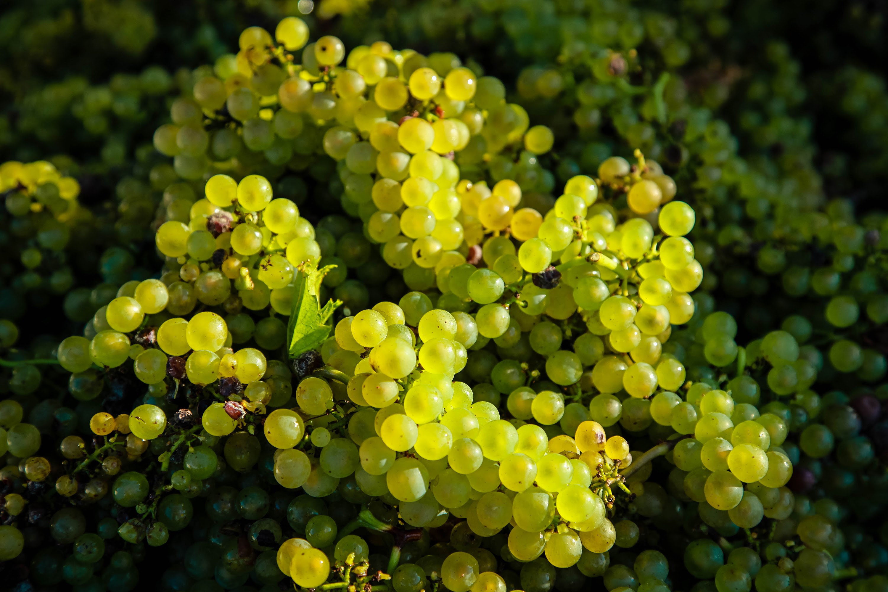 Le chardonnay dans tous ses états 