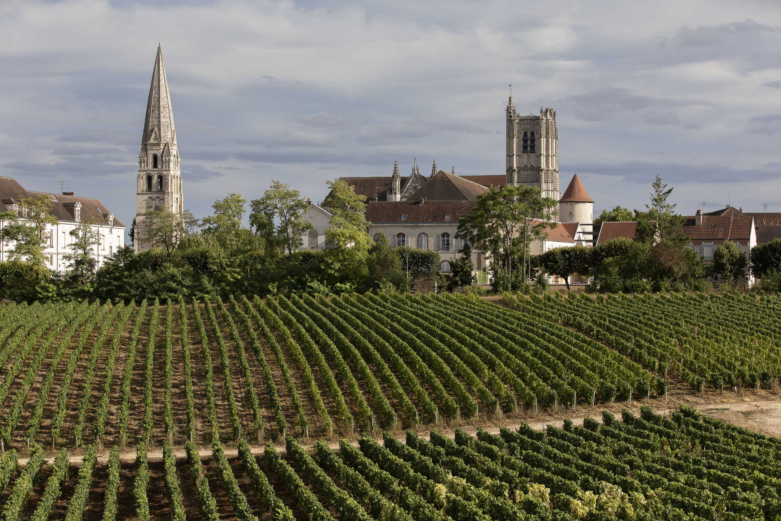 VISITE GUIDÉE - LE QUARTIER VIGNERON