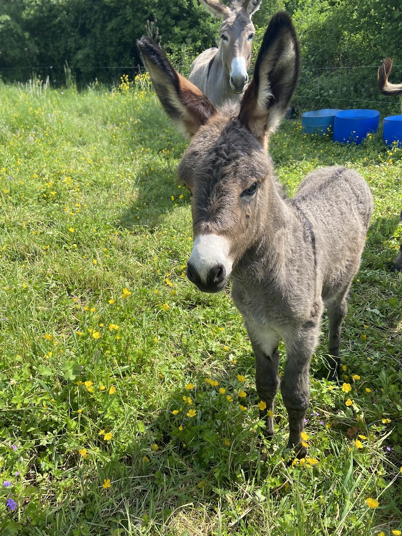 Les Anesses de la Côte du Puits 1 ©Camille Paquetjpg