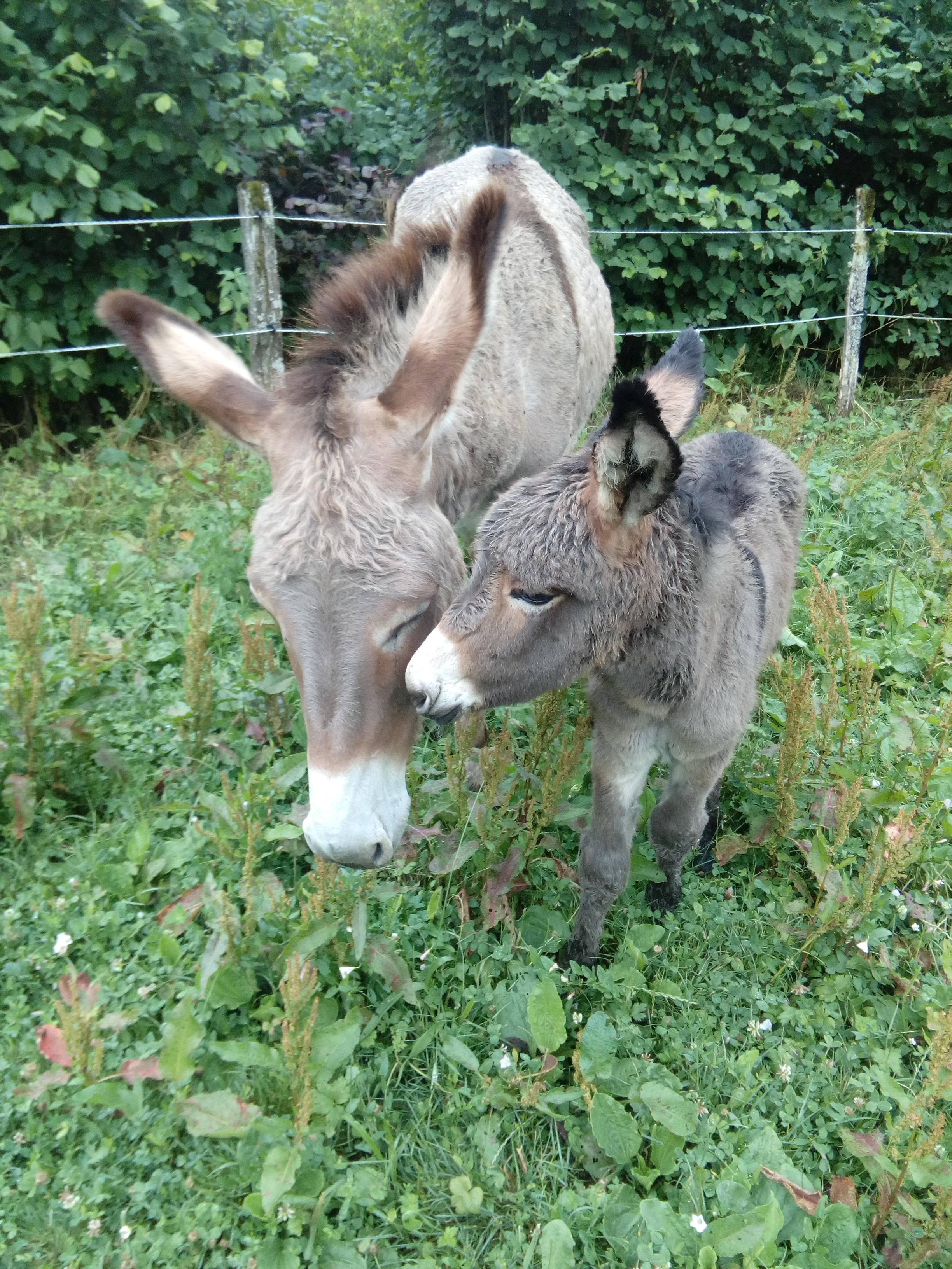 Les Anesses de la Côte du Puits3©Camille Paquet