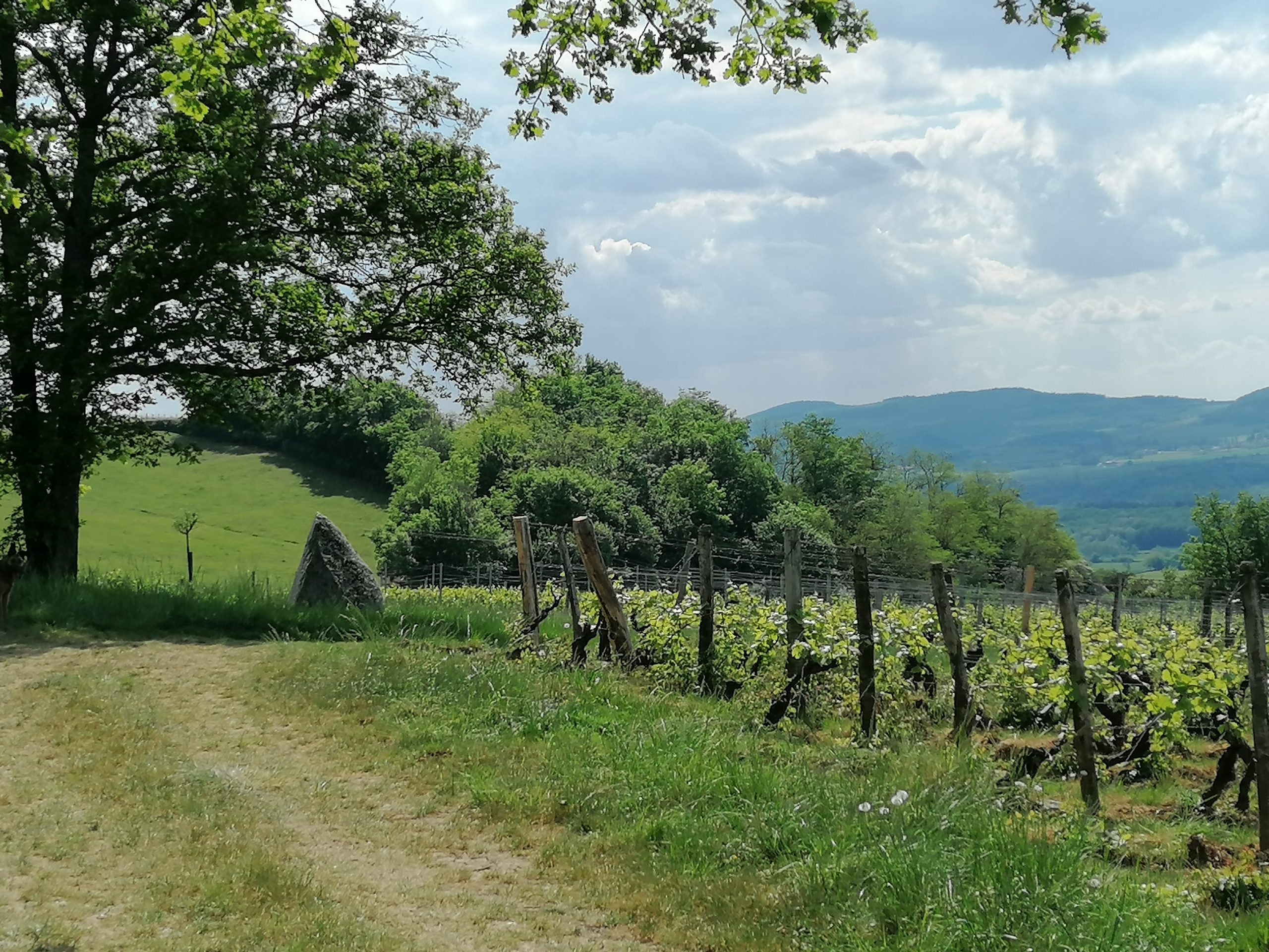 Découvrez le Domaine de Thalie et ses vins biodynamiques