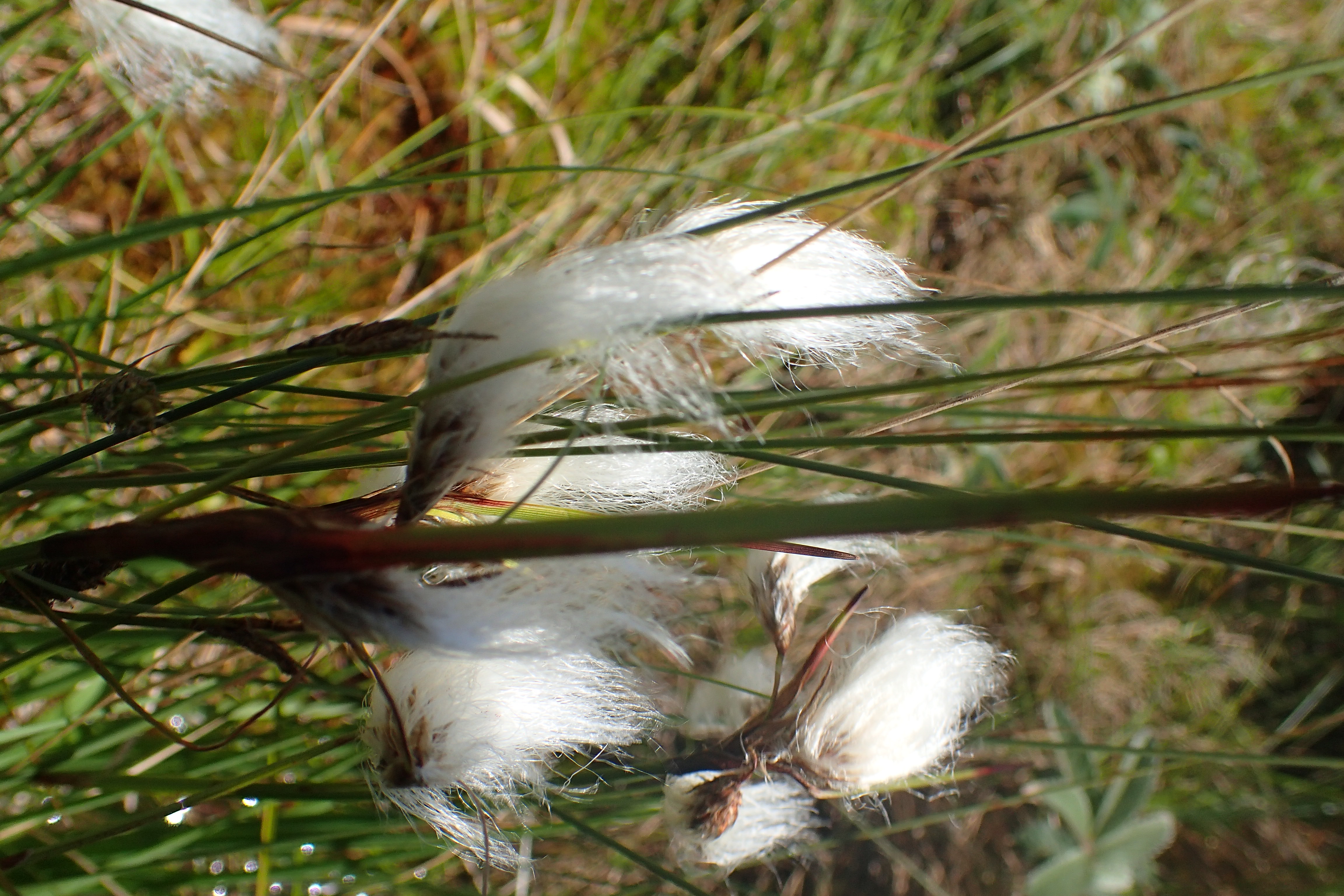 Linaigrette