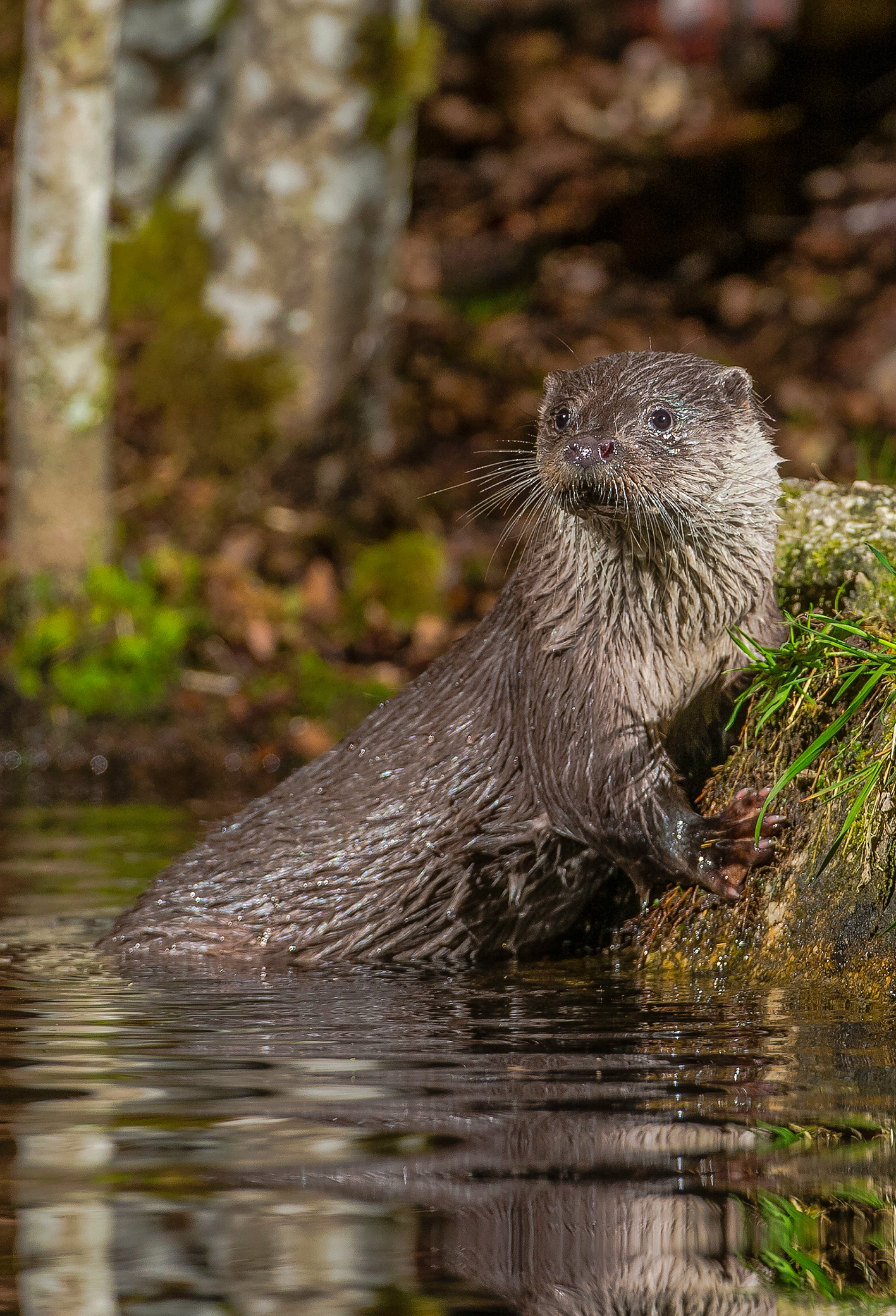 Loutre d'Europe_Lutra lutra_S.RAIMOND_Petit