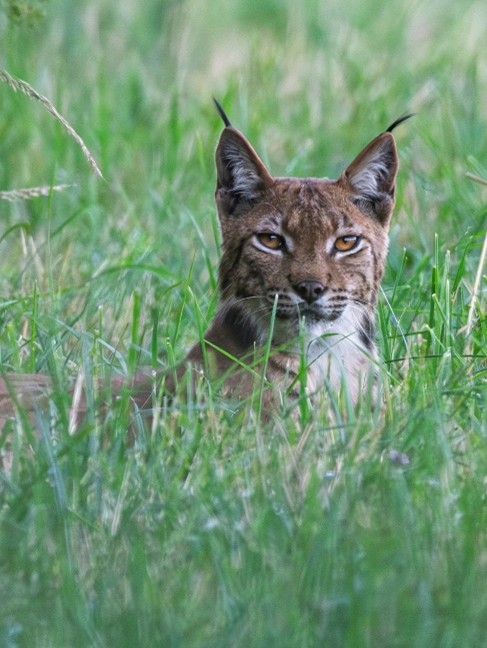 La journée du Lynx, sur les traces du fantôme de nos forêts