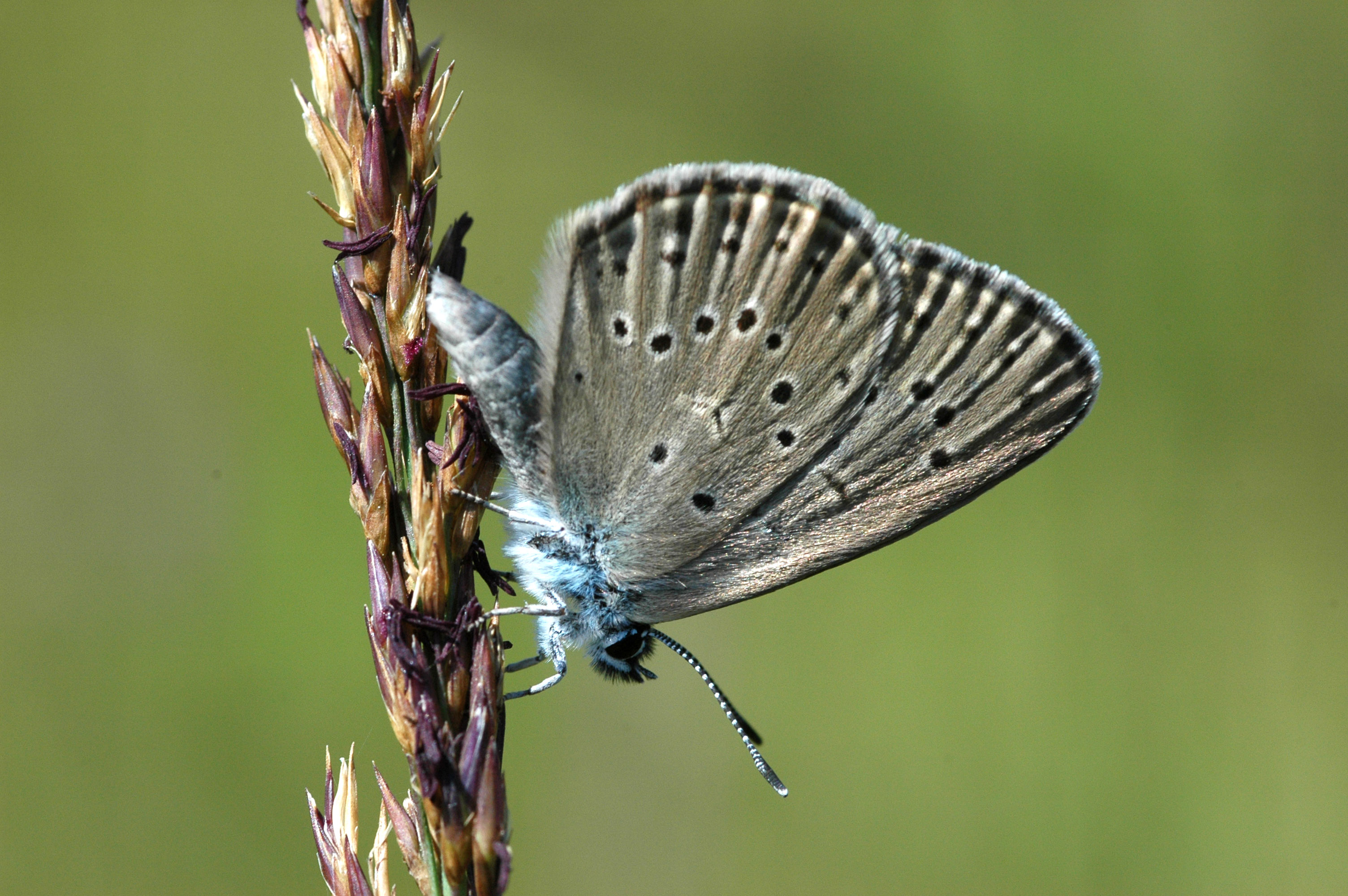 Maculinea alcon 