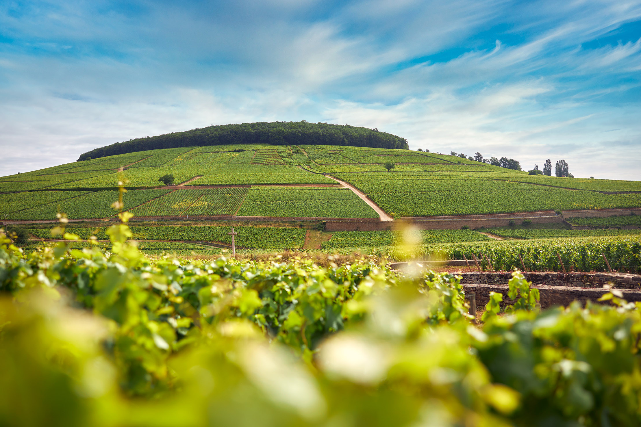 Colline de Corton