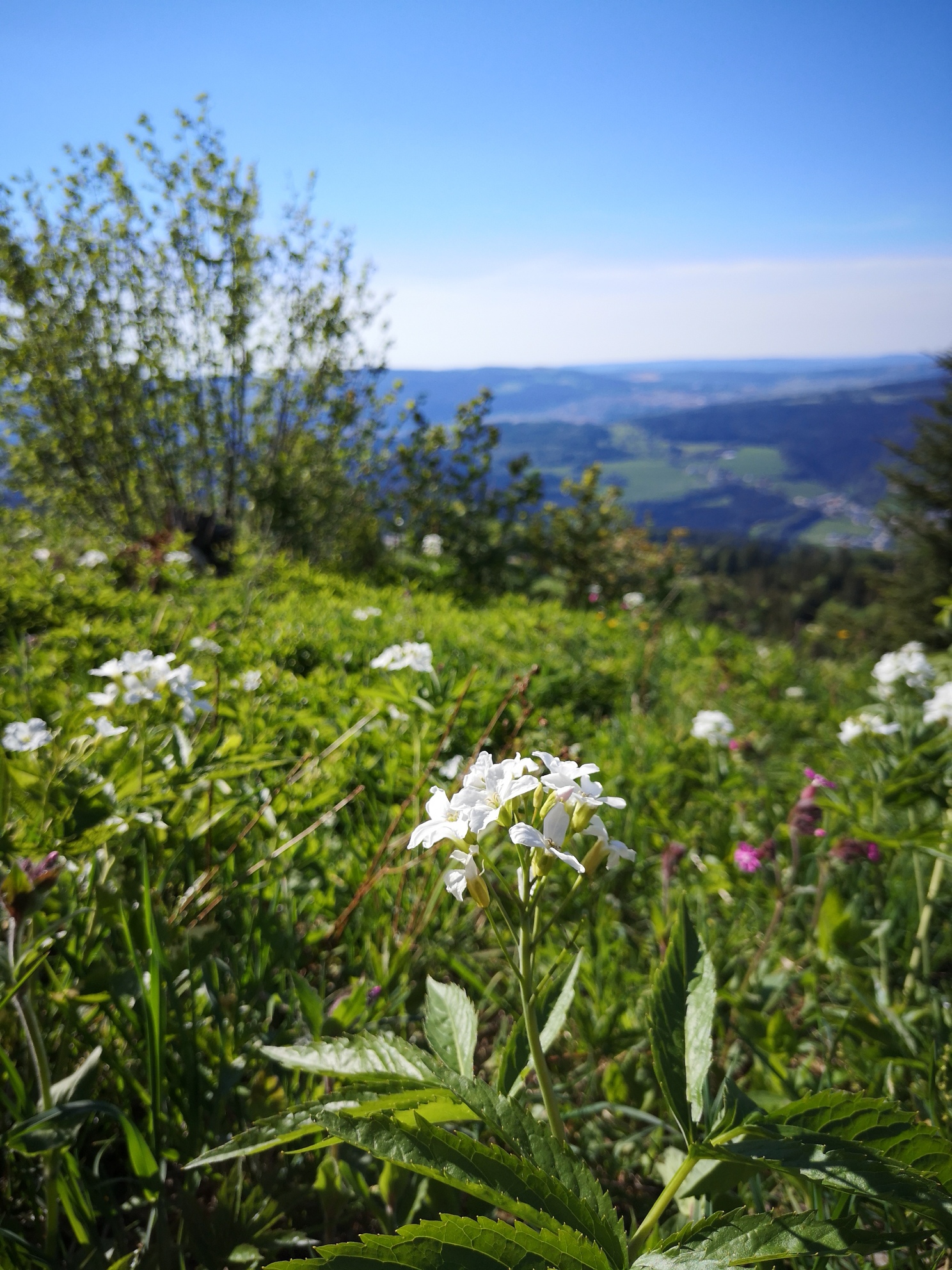 Promenade sur les sentiers