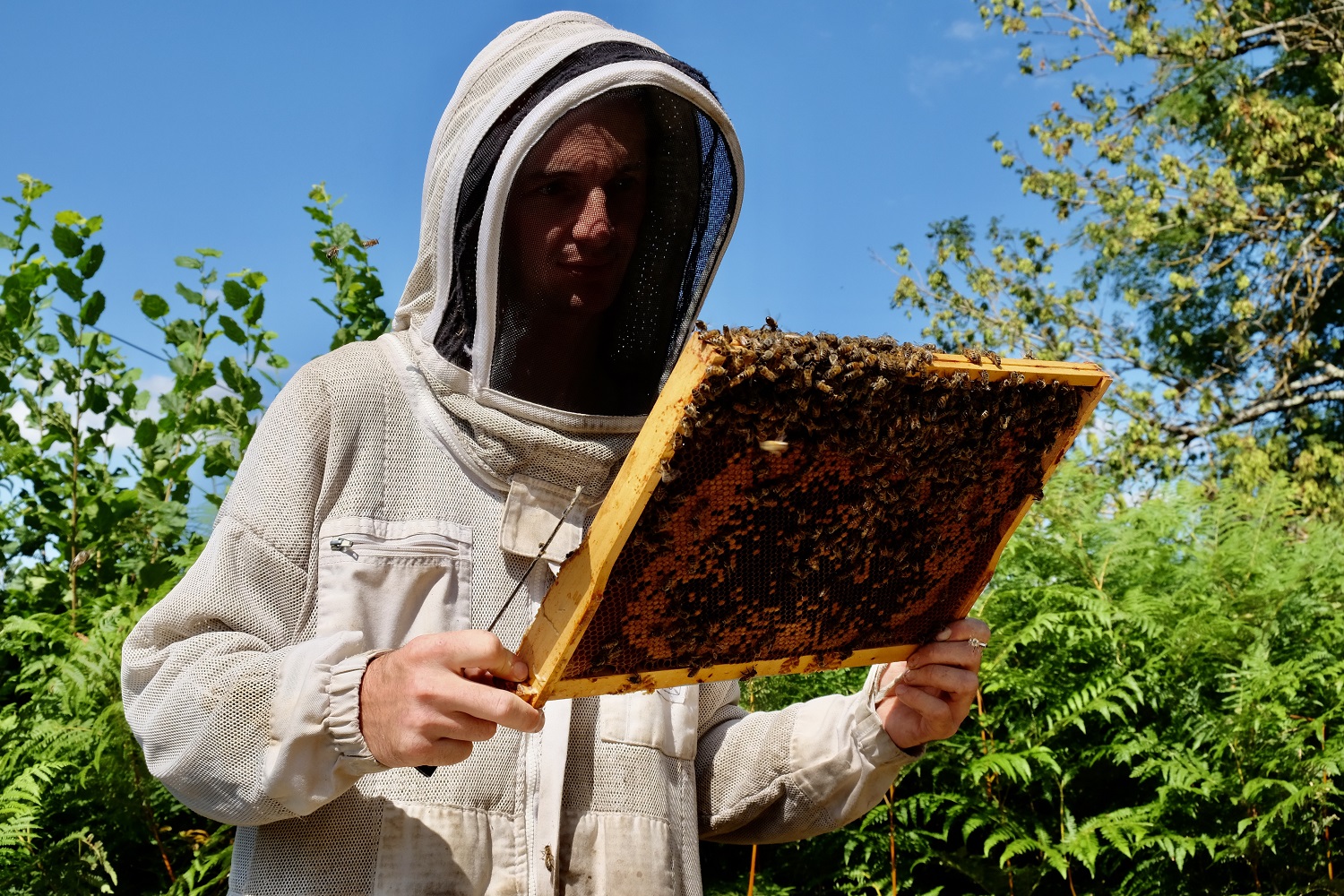Miel des Monts du Morvan