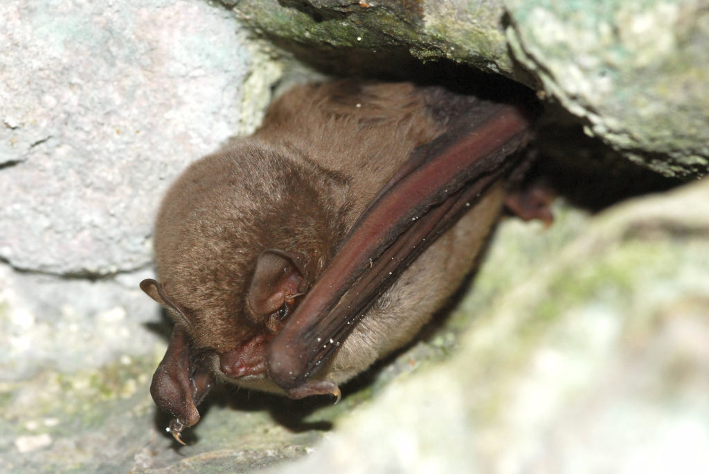 NUIT DE LA CHAUVE-SOURIS - Crédits : Pyramide du loup