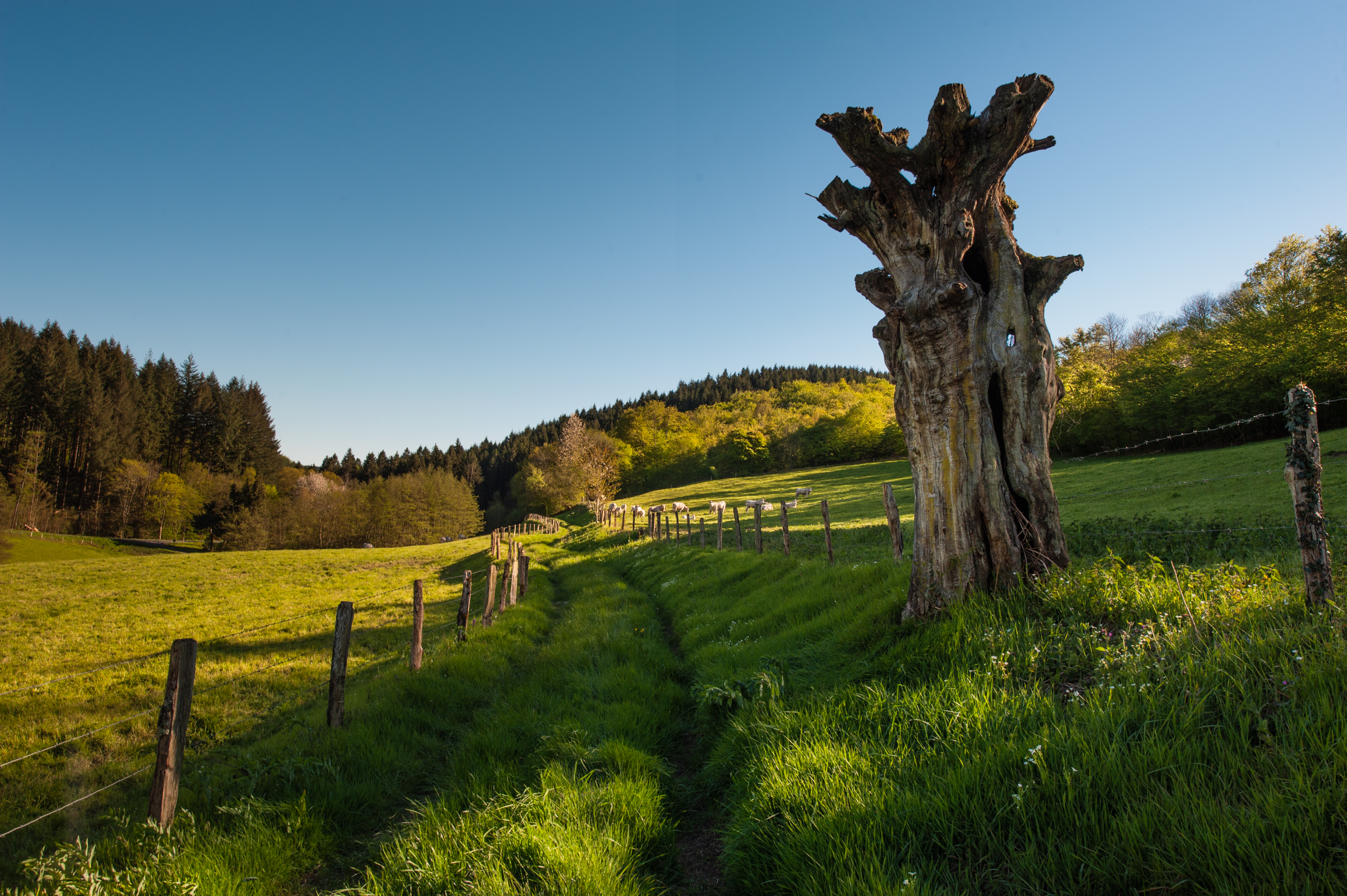 Montvernot_20160505-024-PhotoYvesNIvot