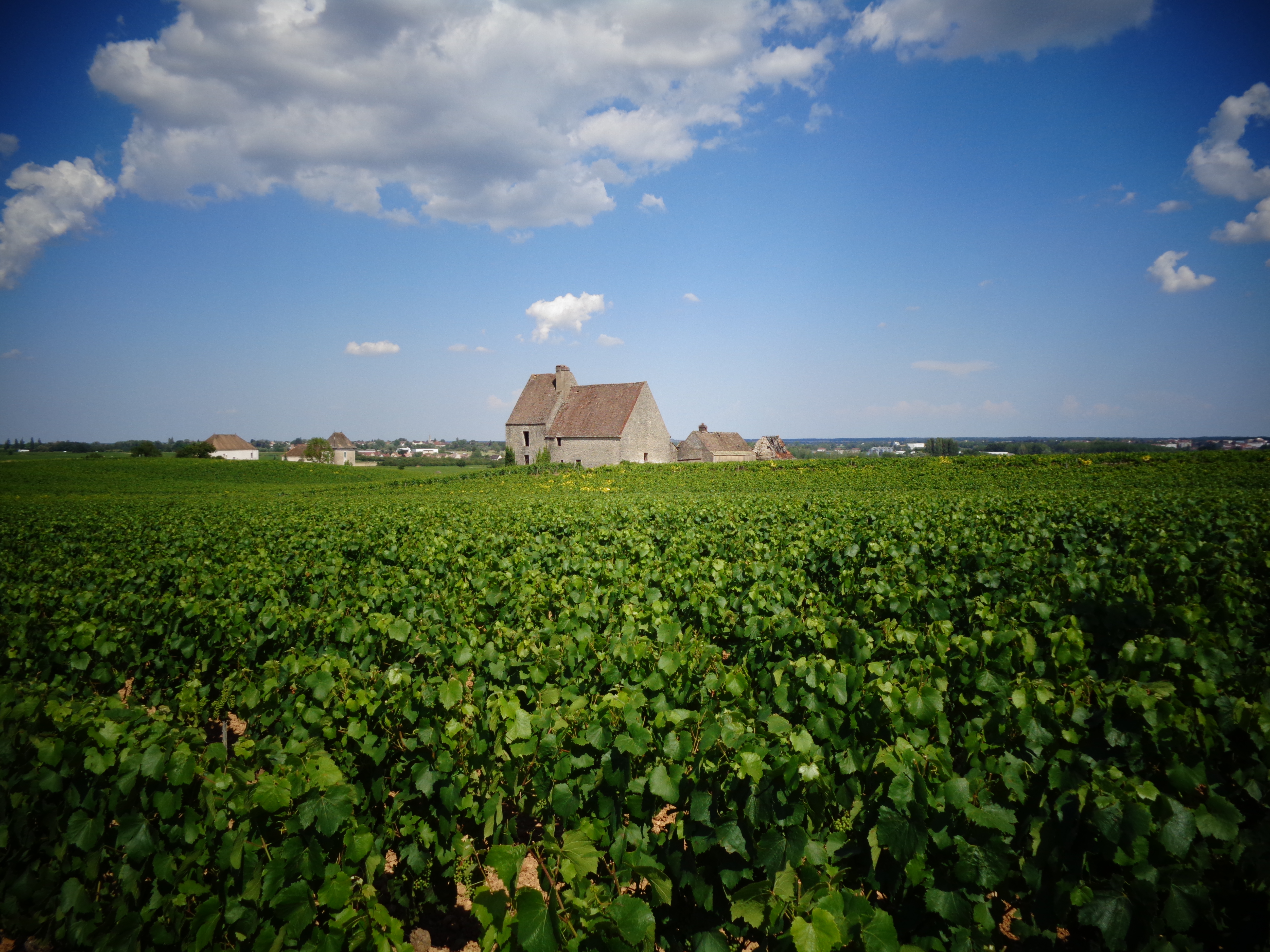 Clos et cellier de Morgeot