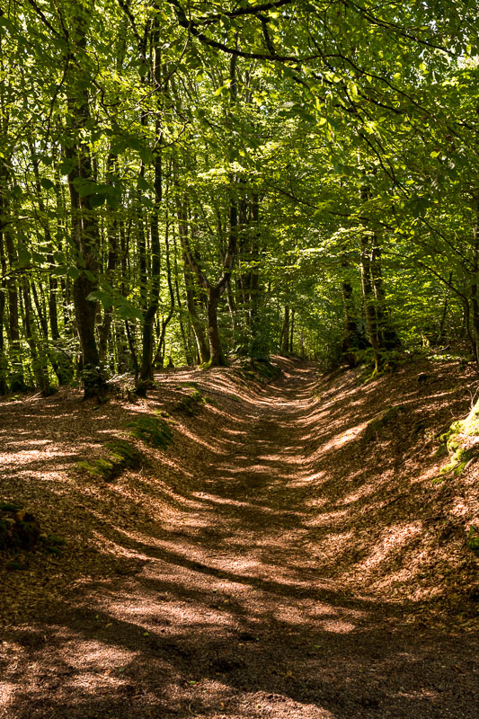 Forêt du Morvan