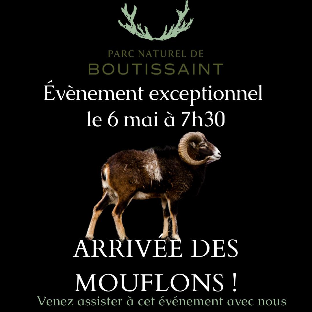 Arrivée des Moufflons à Boutissaint