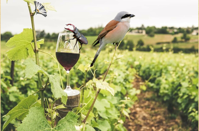 Sortie nature et terroir : dégustation au cœur de la biodiversité
