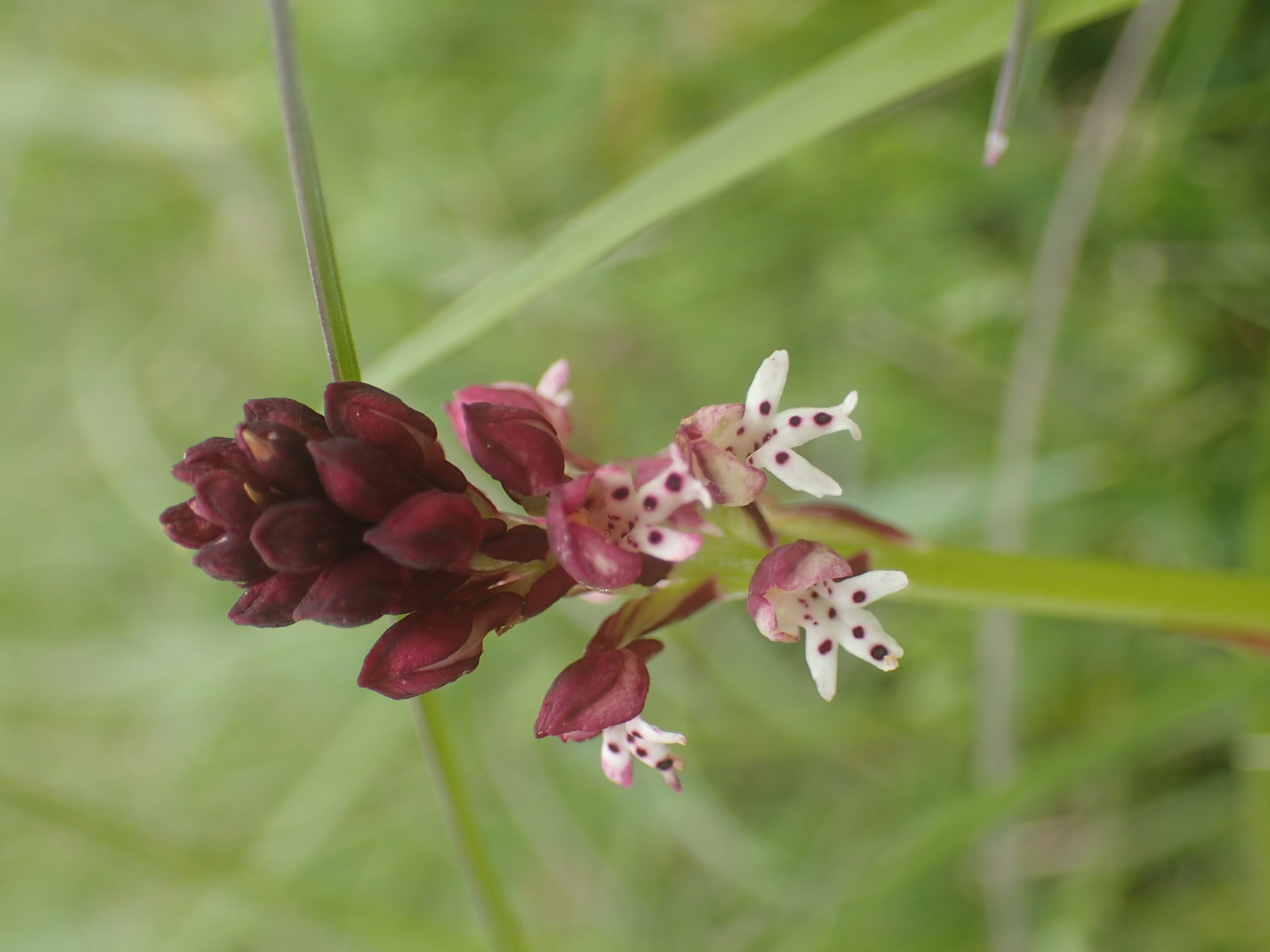 Stage Botanique et Usages des Plantes, Ouroux-en-Morvan - photo 3