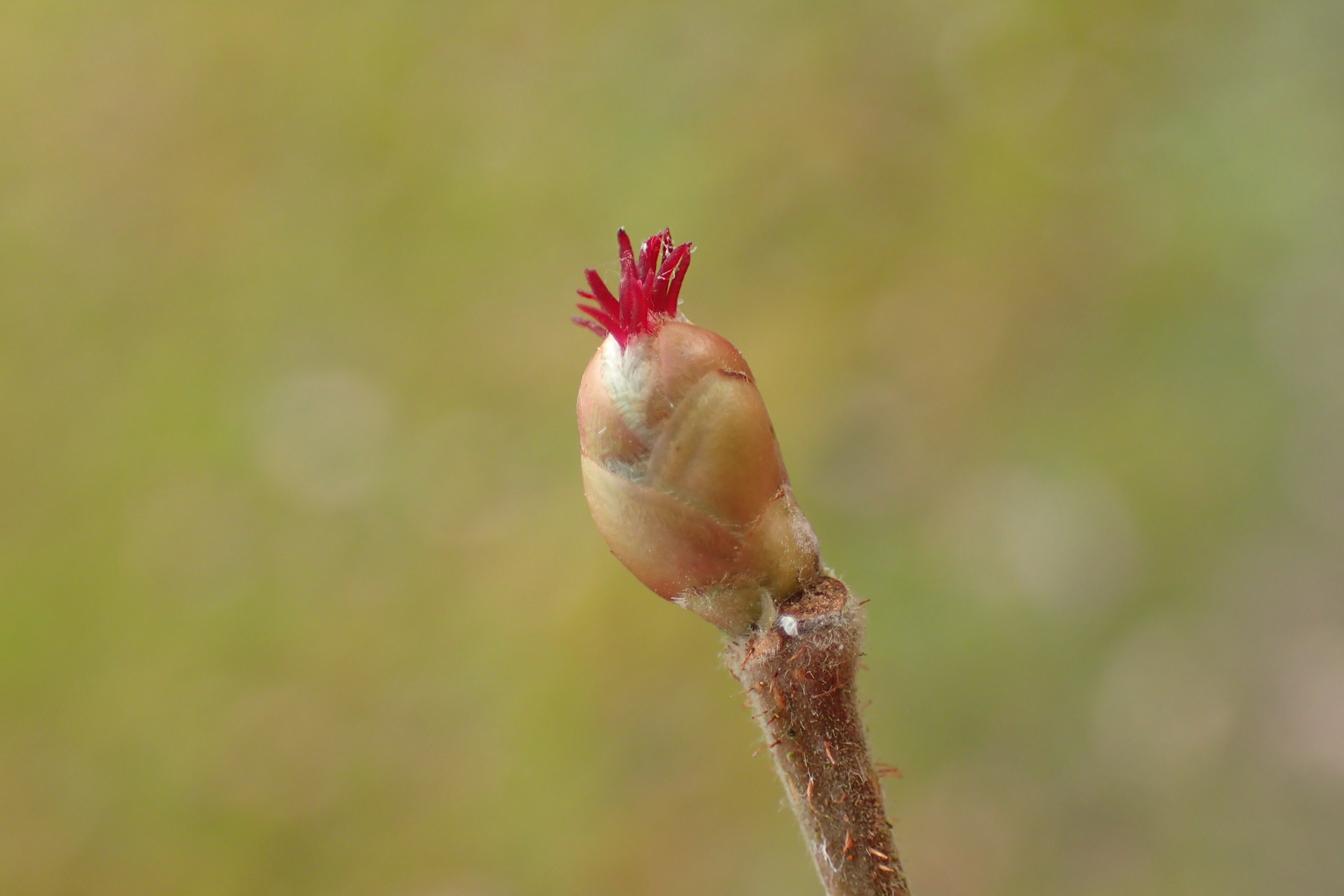 Stage: macérat glycériné de bourgeons, Ouroux-en-Morvan - photo 4