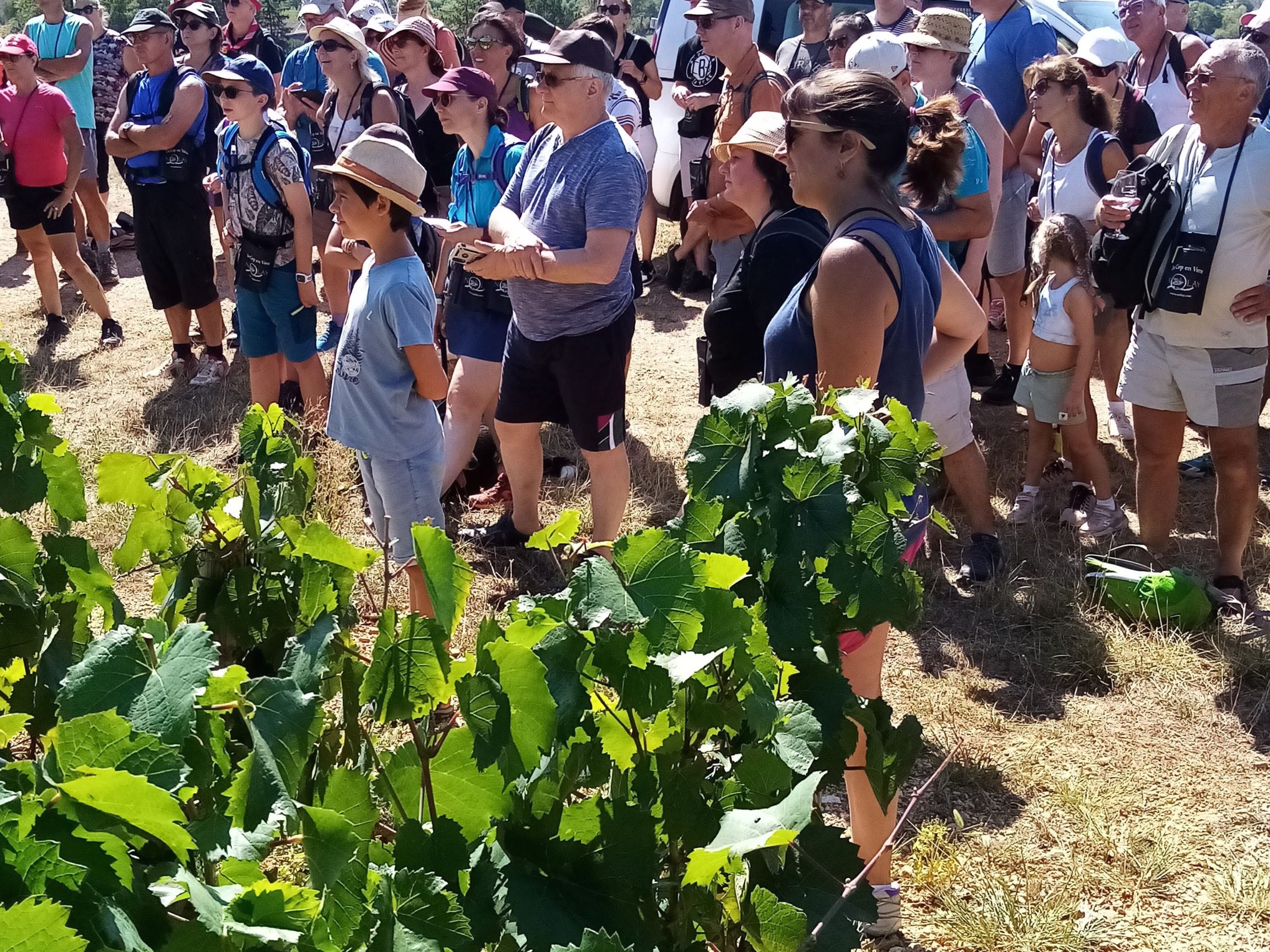 Visite des vignes avec le vigneron