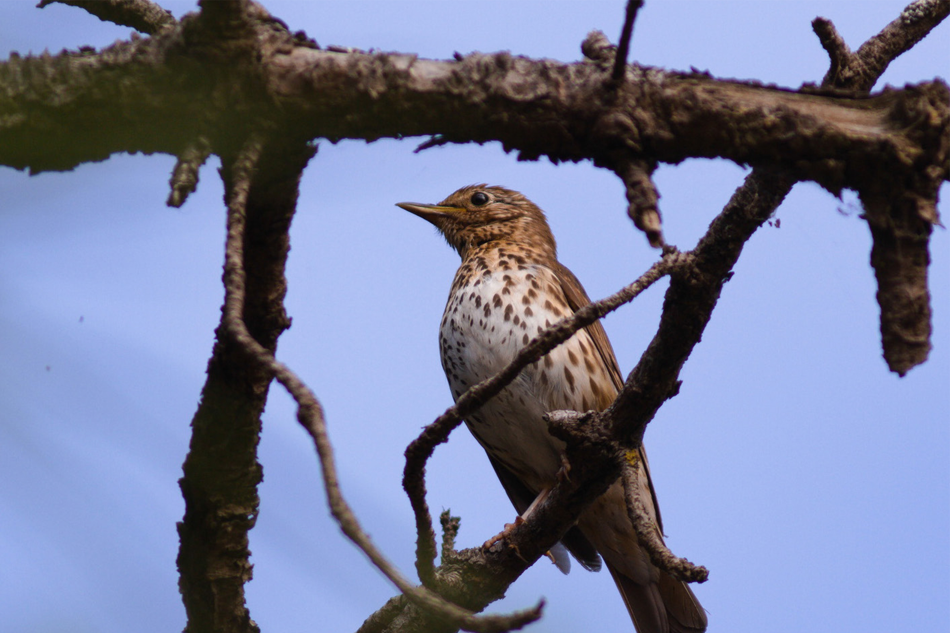 Oiseau