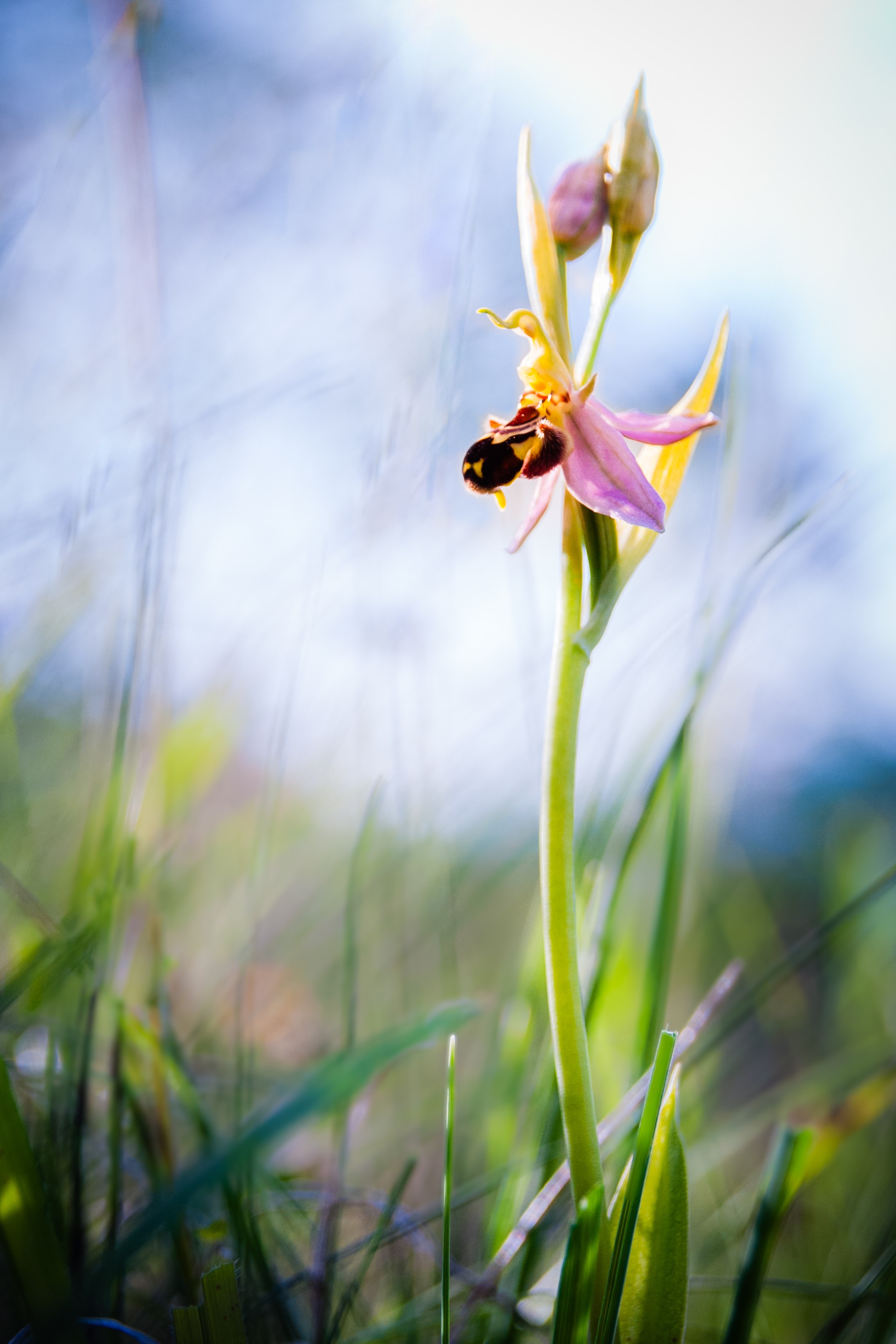 Ophrys abeille 2c