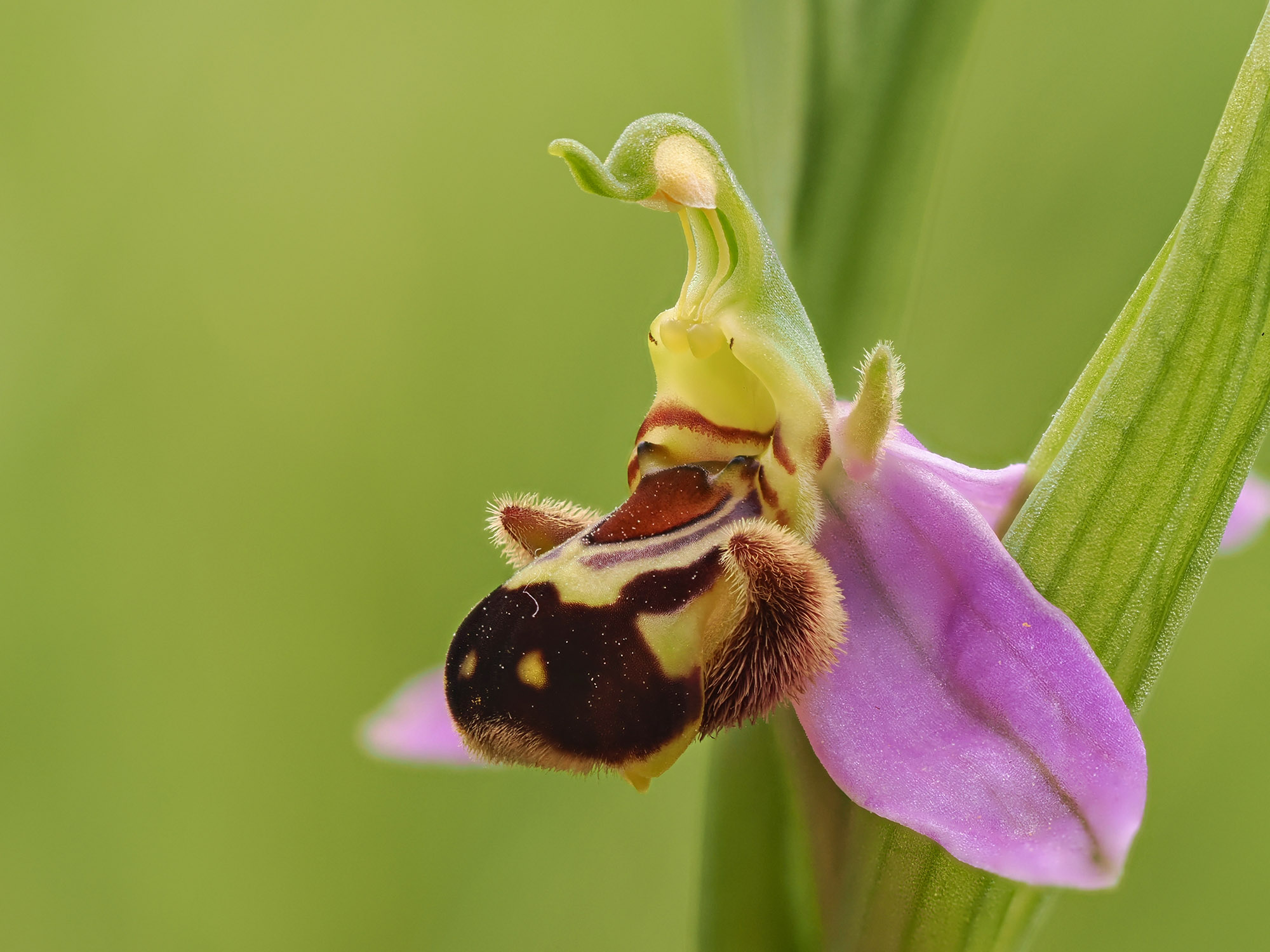 Orchidées du Bout du Monde