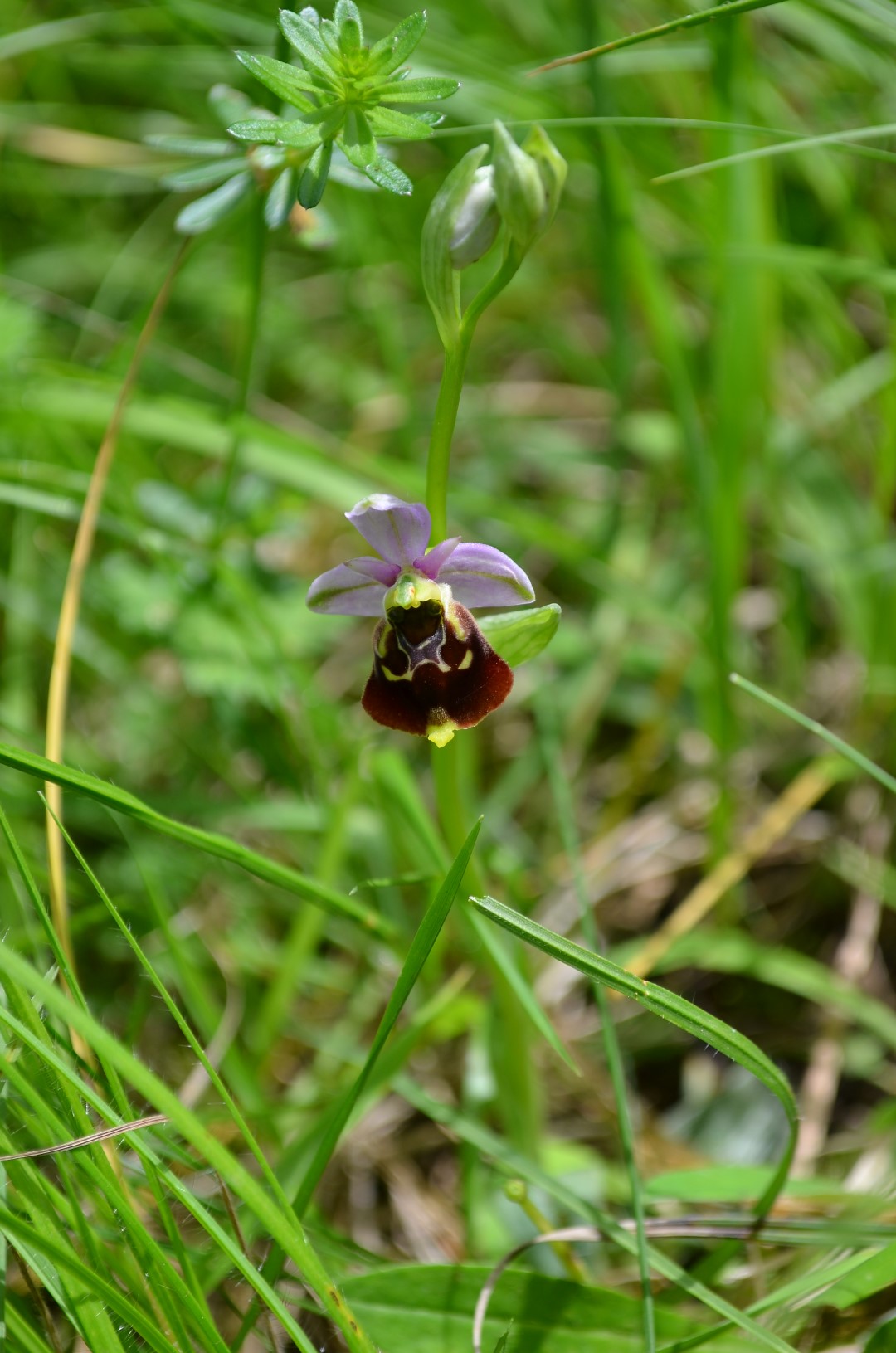 Les orchidées sauvages  "sur réservation"