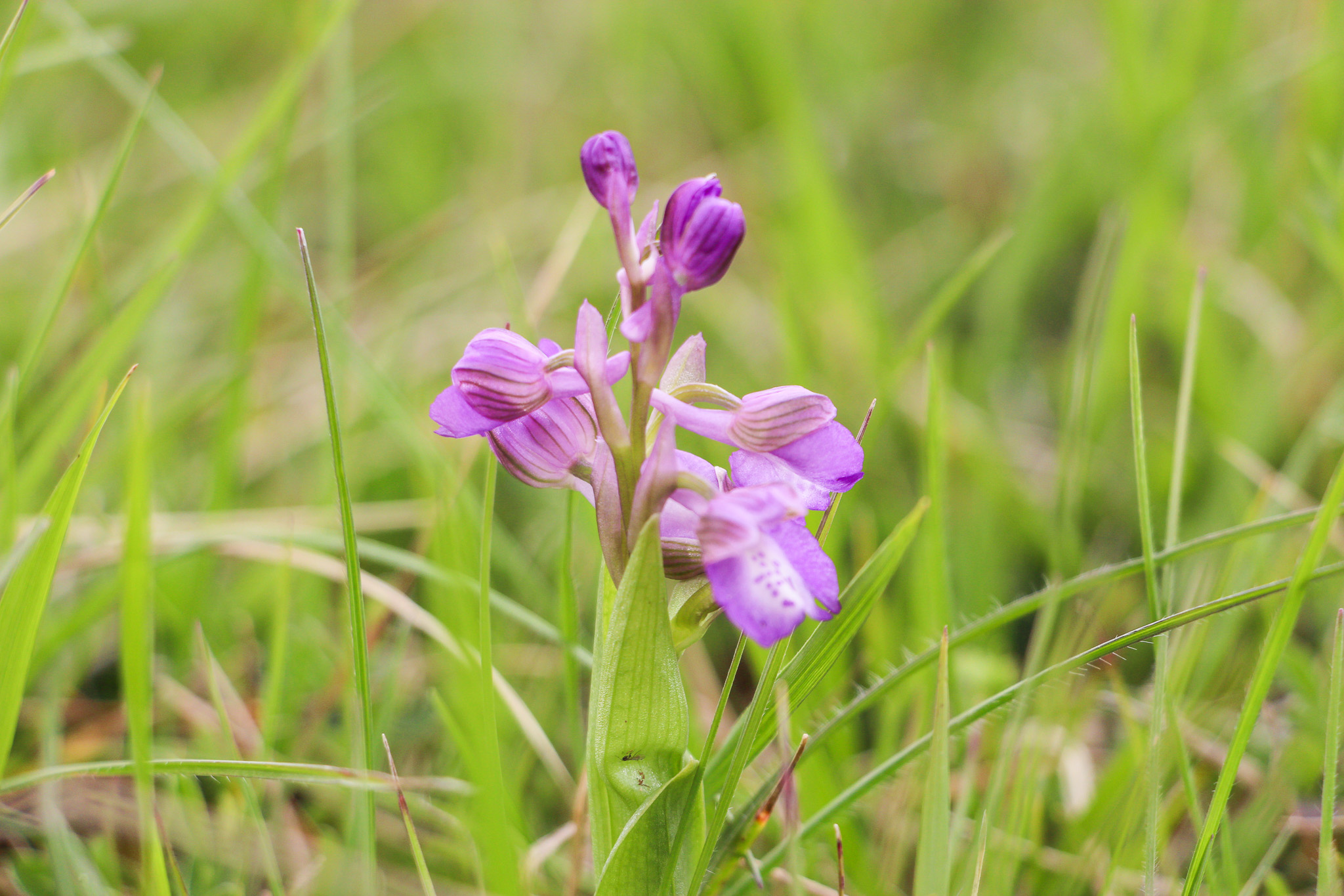 Orchis Bouffon_ Botanique de terrain_Département de Saône-et-Loire