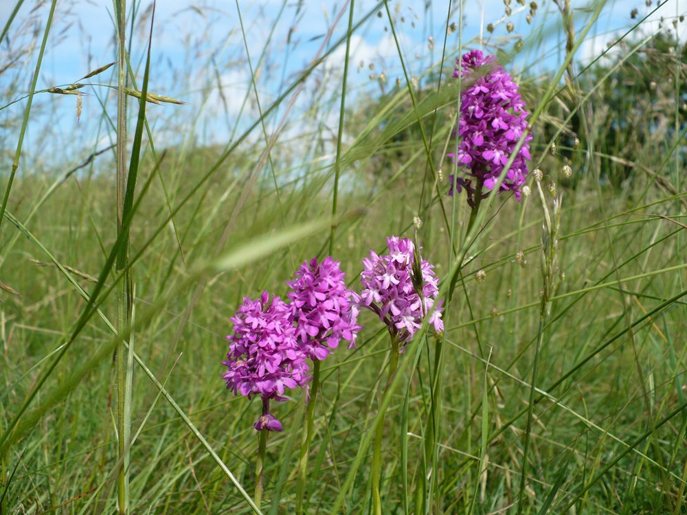 Orchis Pyramidal -Olivier Girard - CENB