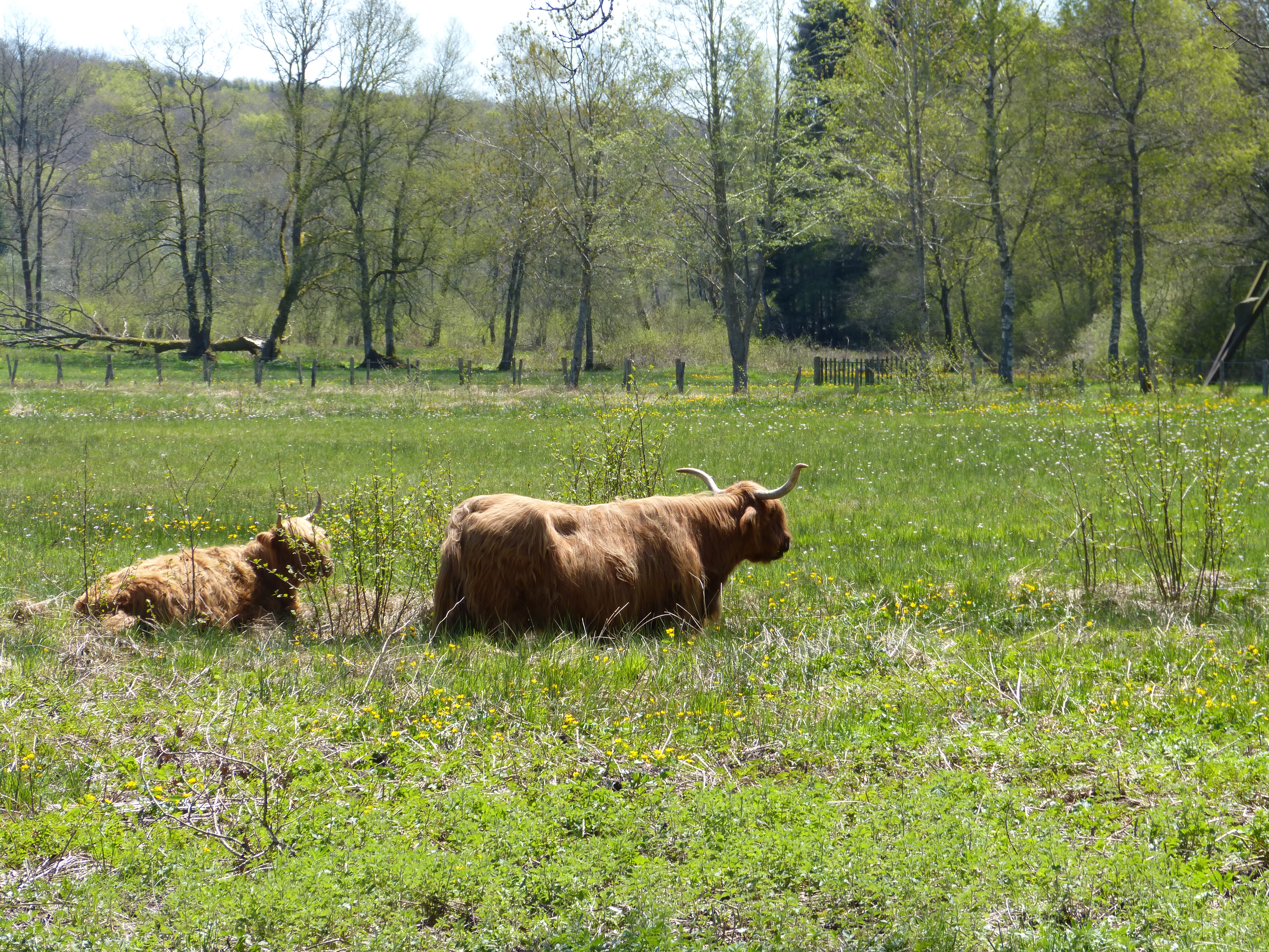 Des prairies humides à l'assiette...