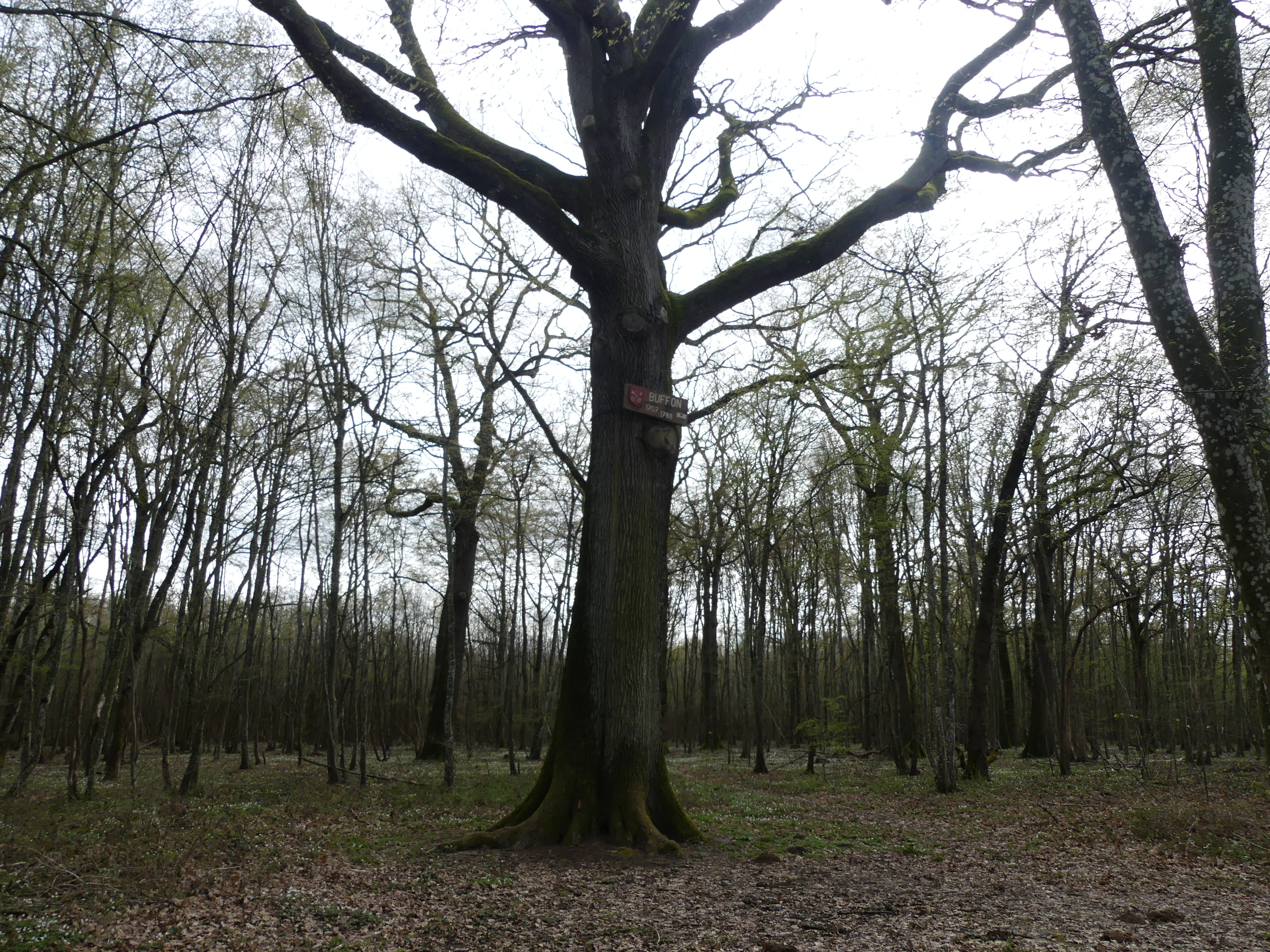 L'arbre blasonné de Ladoix-Serrigny