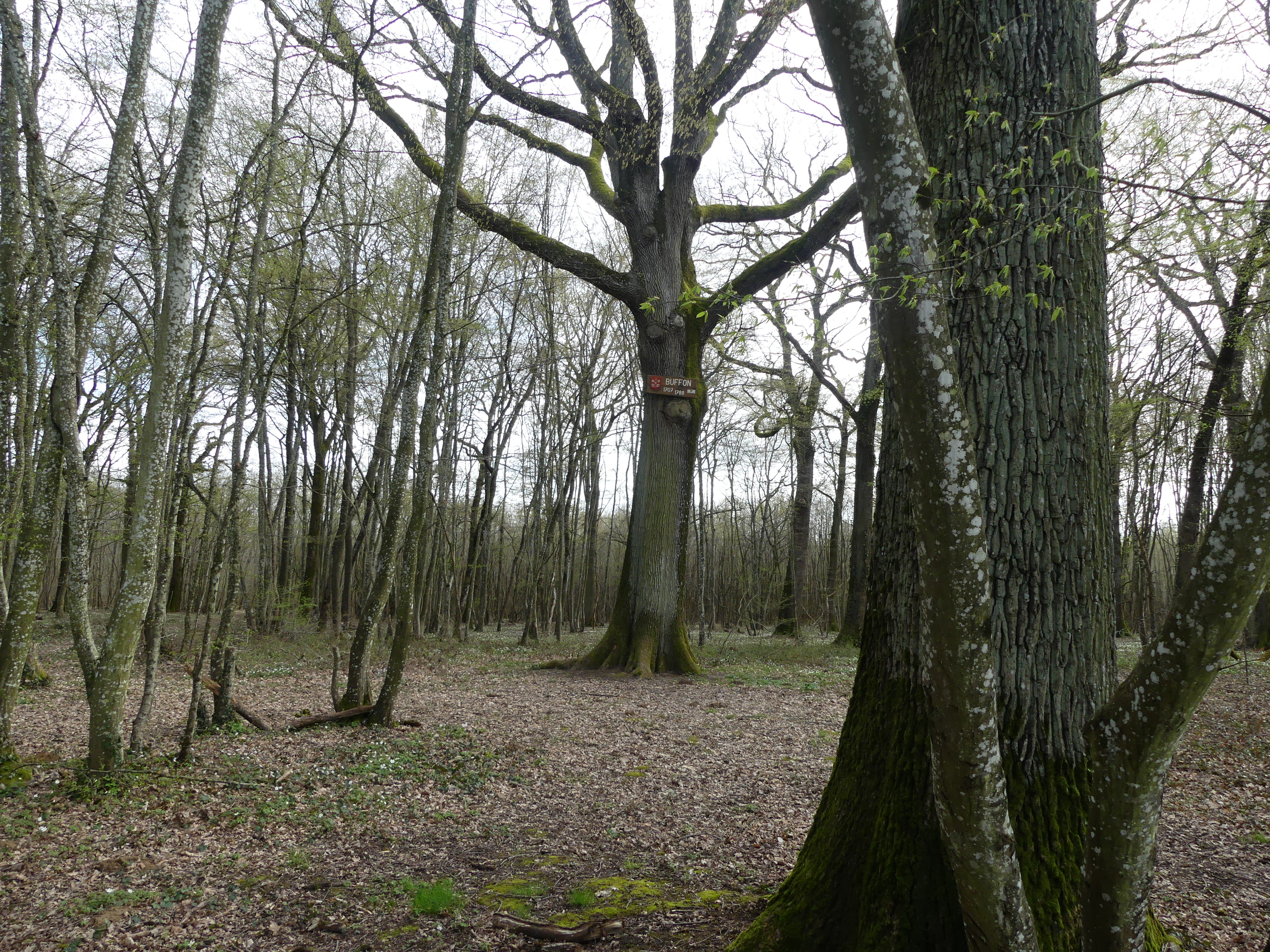 L'arbre blasonné de Ladoix-Serrigny