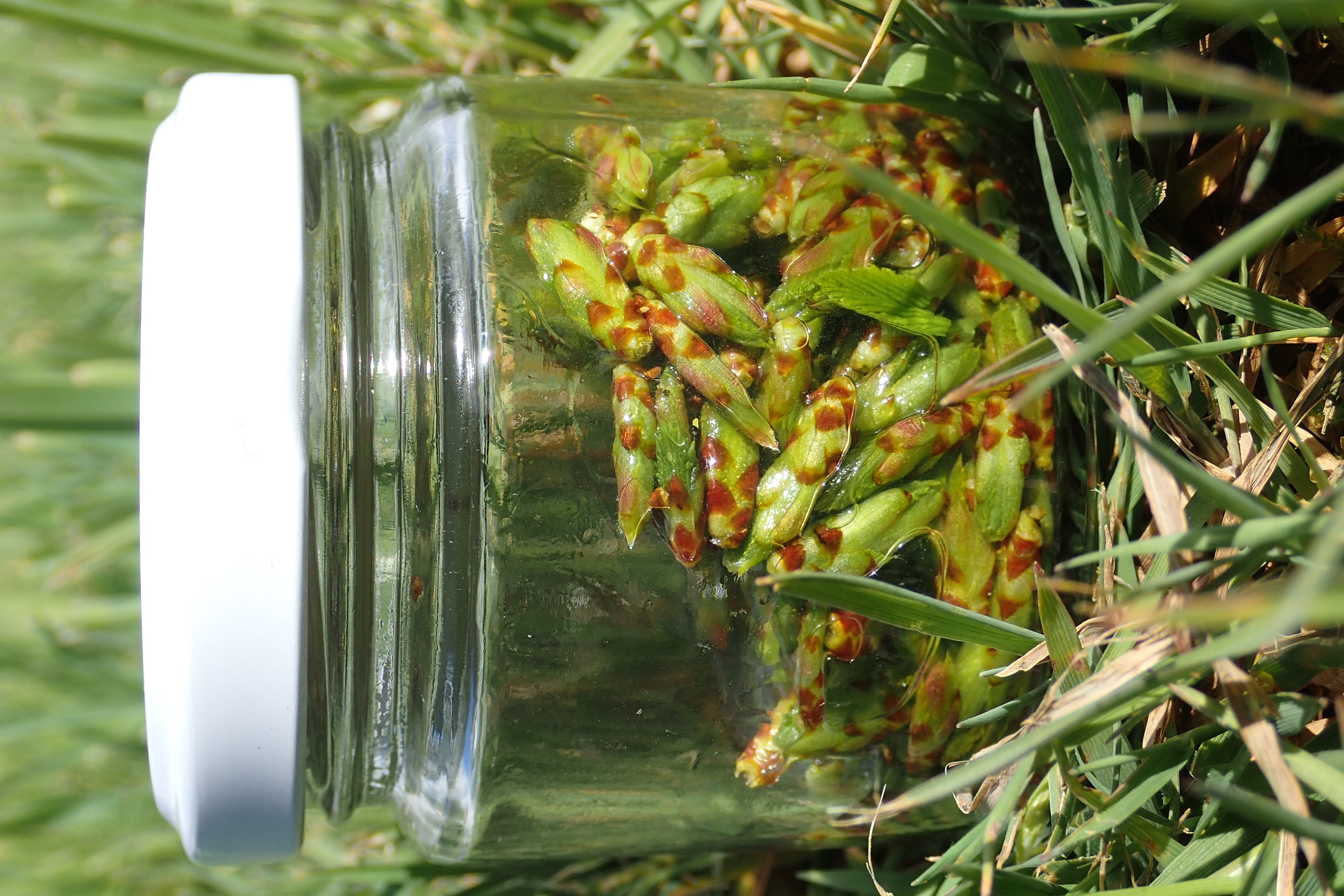 Stage: macérat glycériné de bourgeons, Ouroux-en-Morvan - photo 2