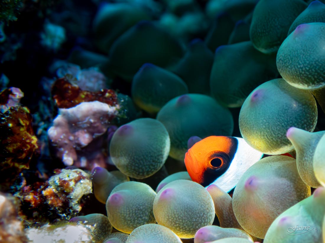 LES COULEURS DU JAPON - Un monde sous les vagues