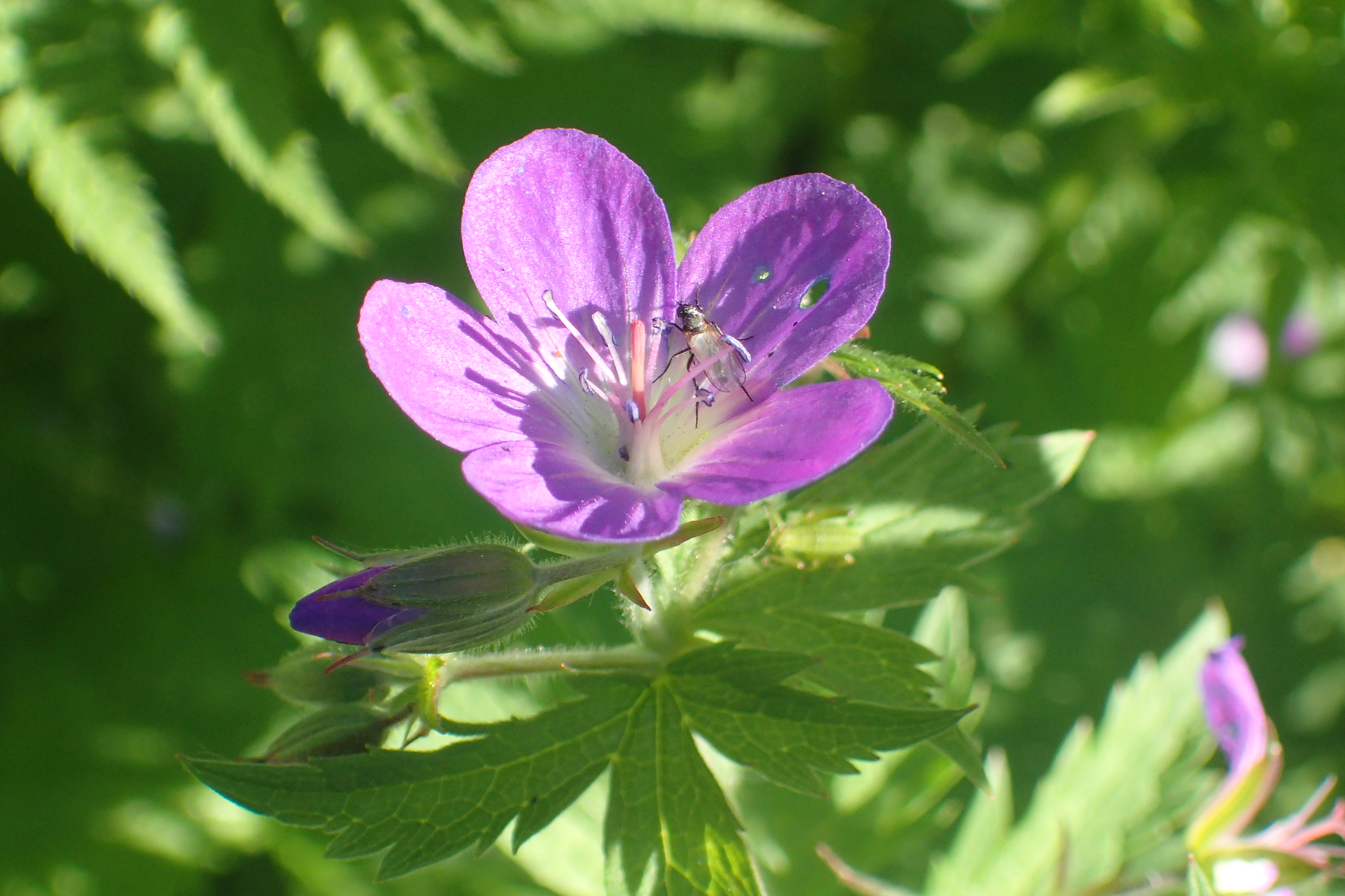 Géranium sylvaticum