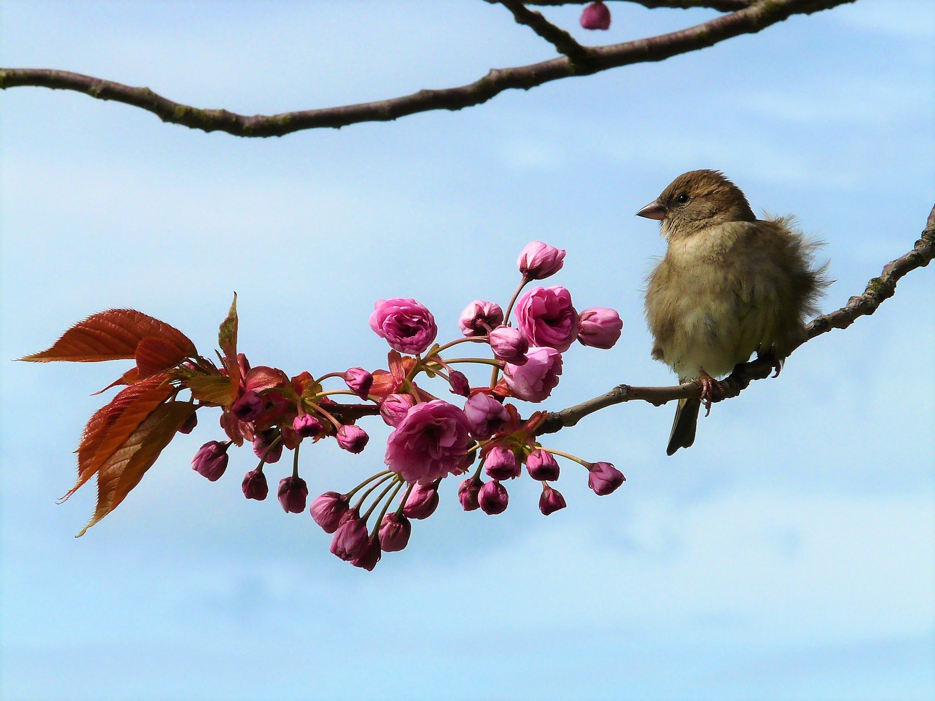 chant_oiseaux_truffiere_activite_animation_pilote_pedagogique