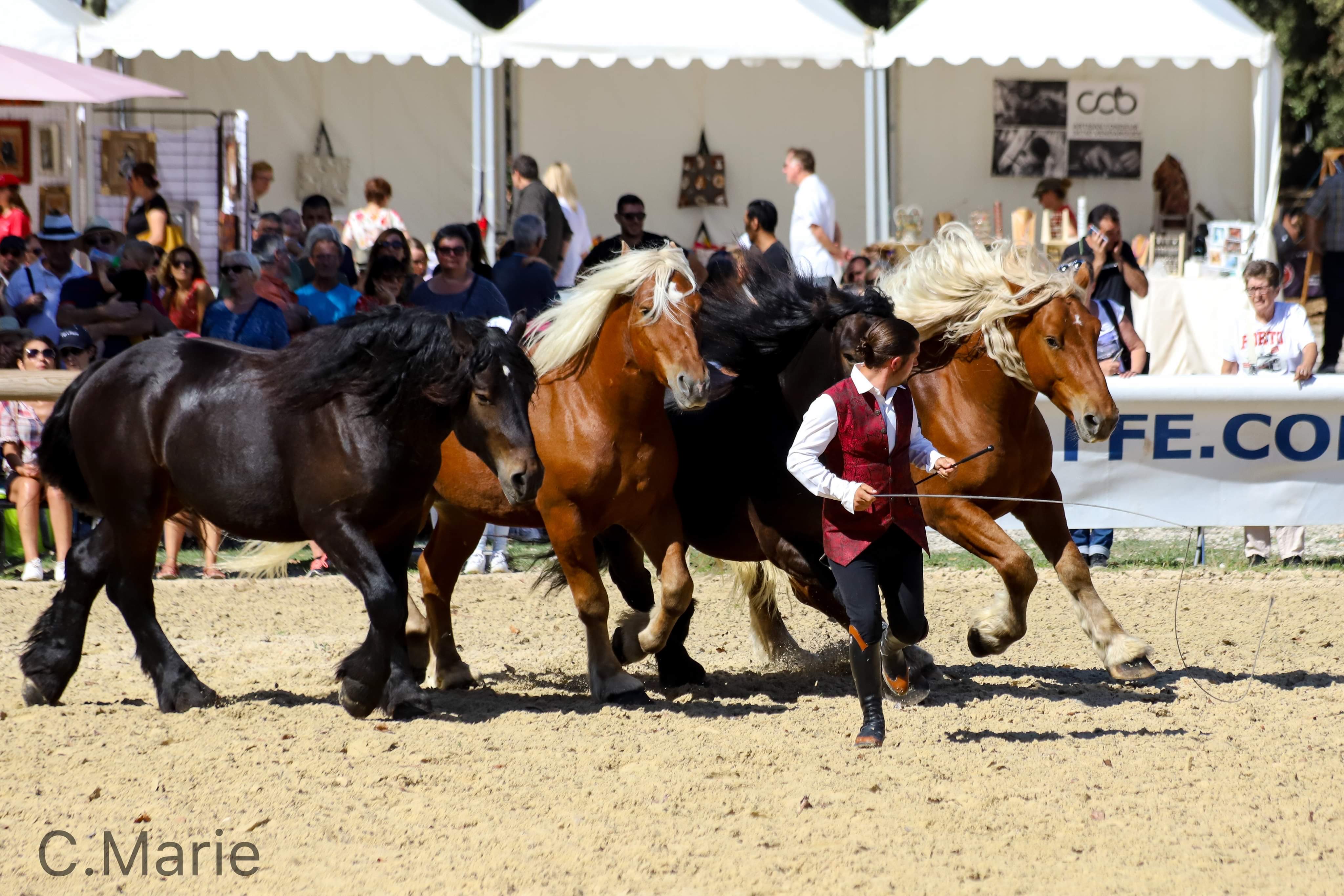 Spectacle de chevaux comtois