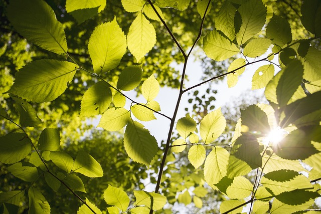 Feuille verte avec soleil