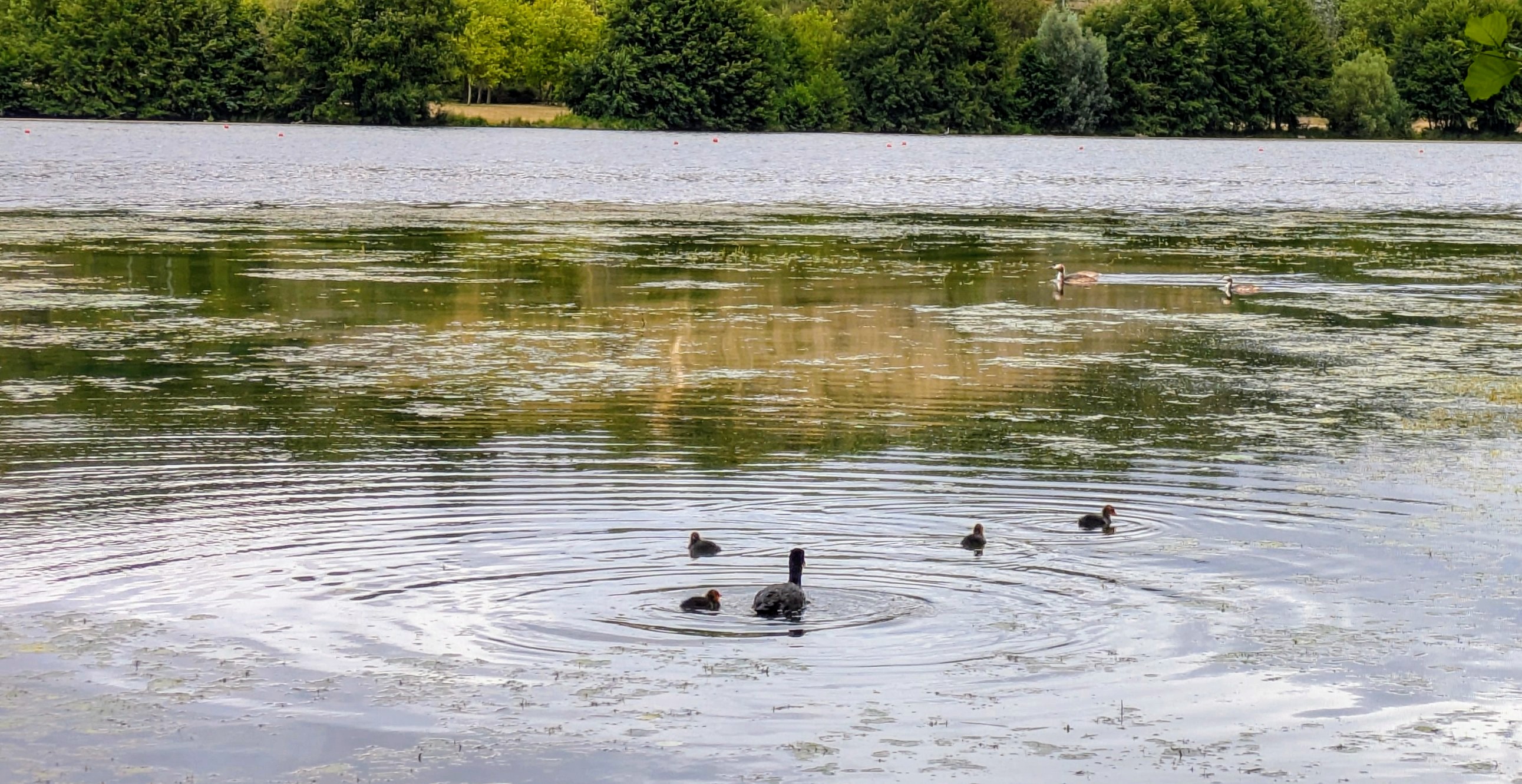 Les oiseaux d'eau amoureux