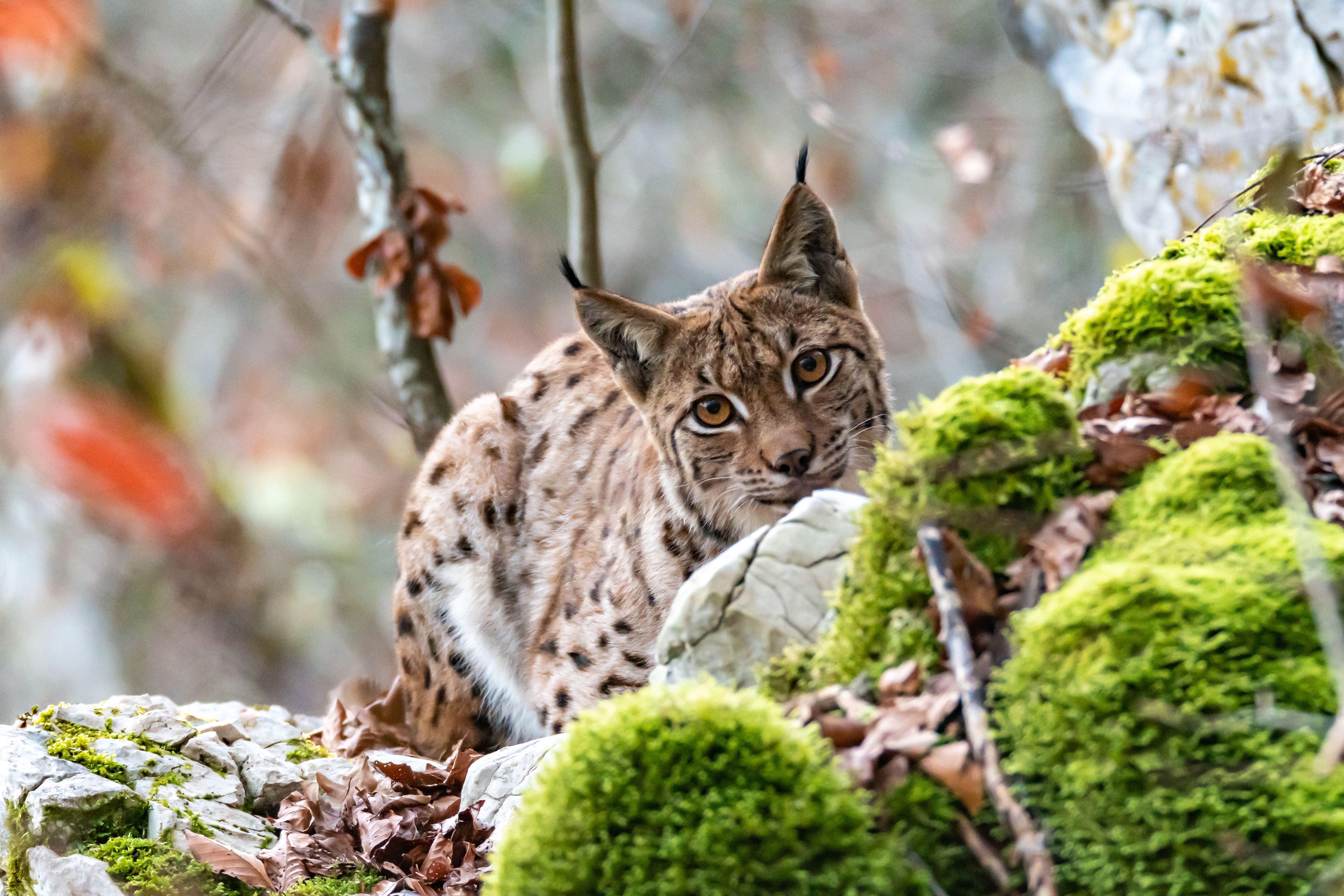Lynx Pascal RAVEY