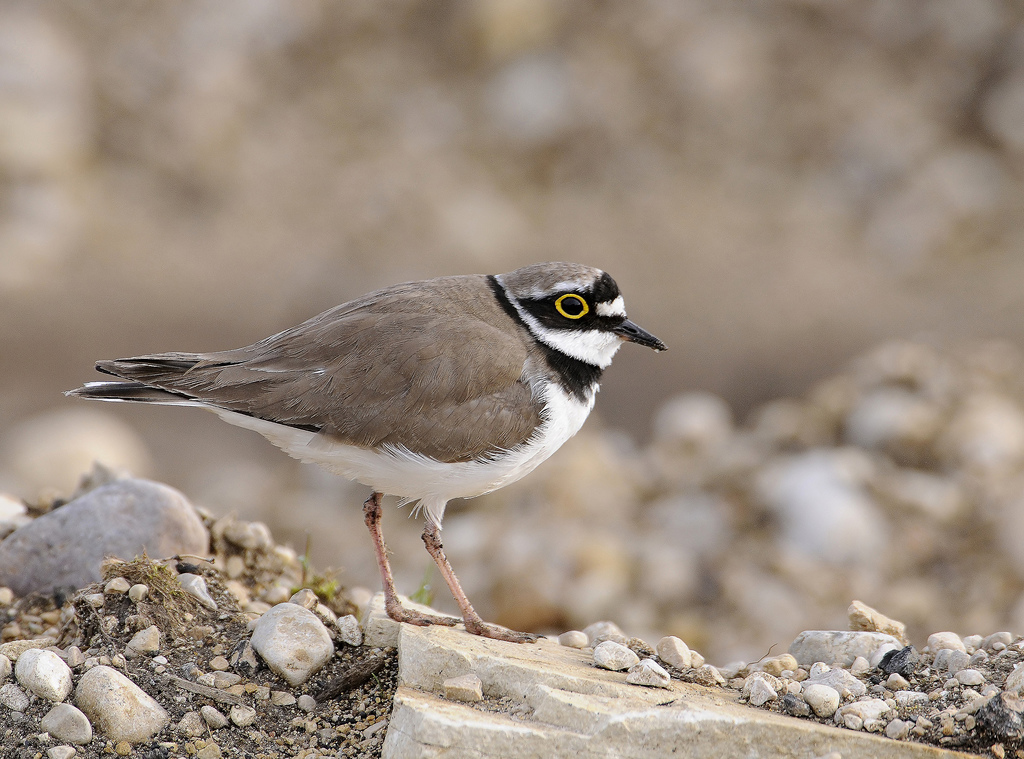 "Oiseaux nicheurs des grèves et îlots de la Loire"