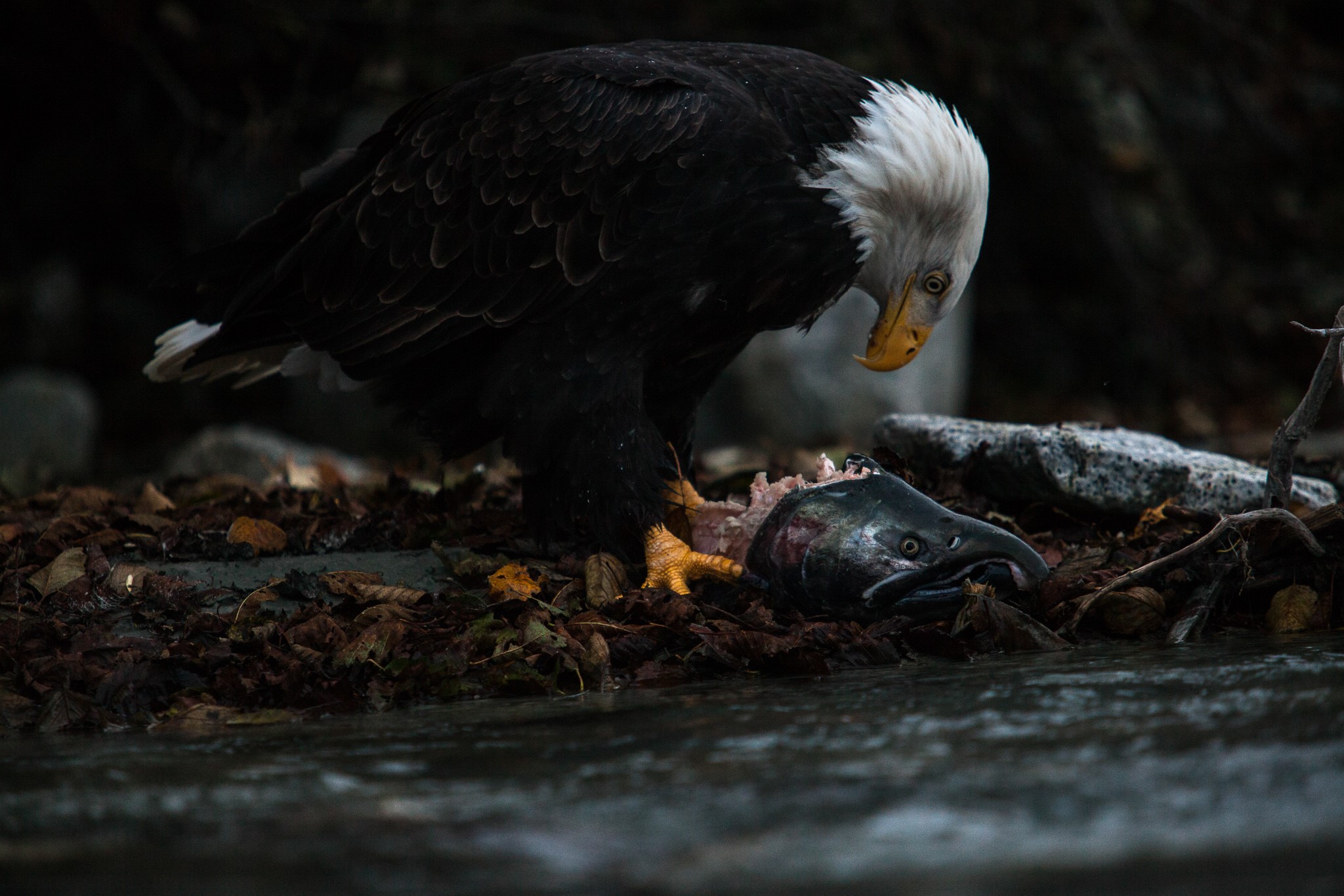 Photo Antonin Charbouillot_aigle