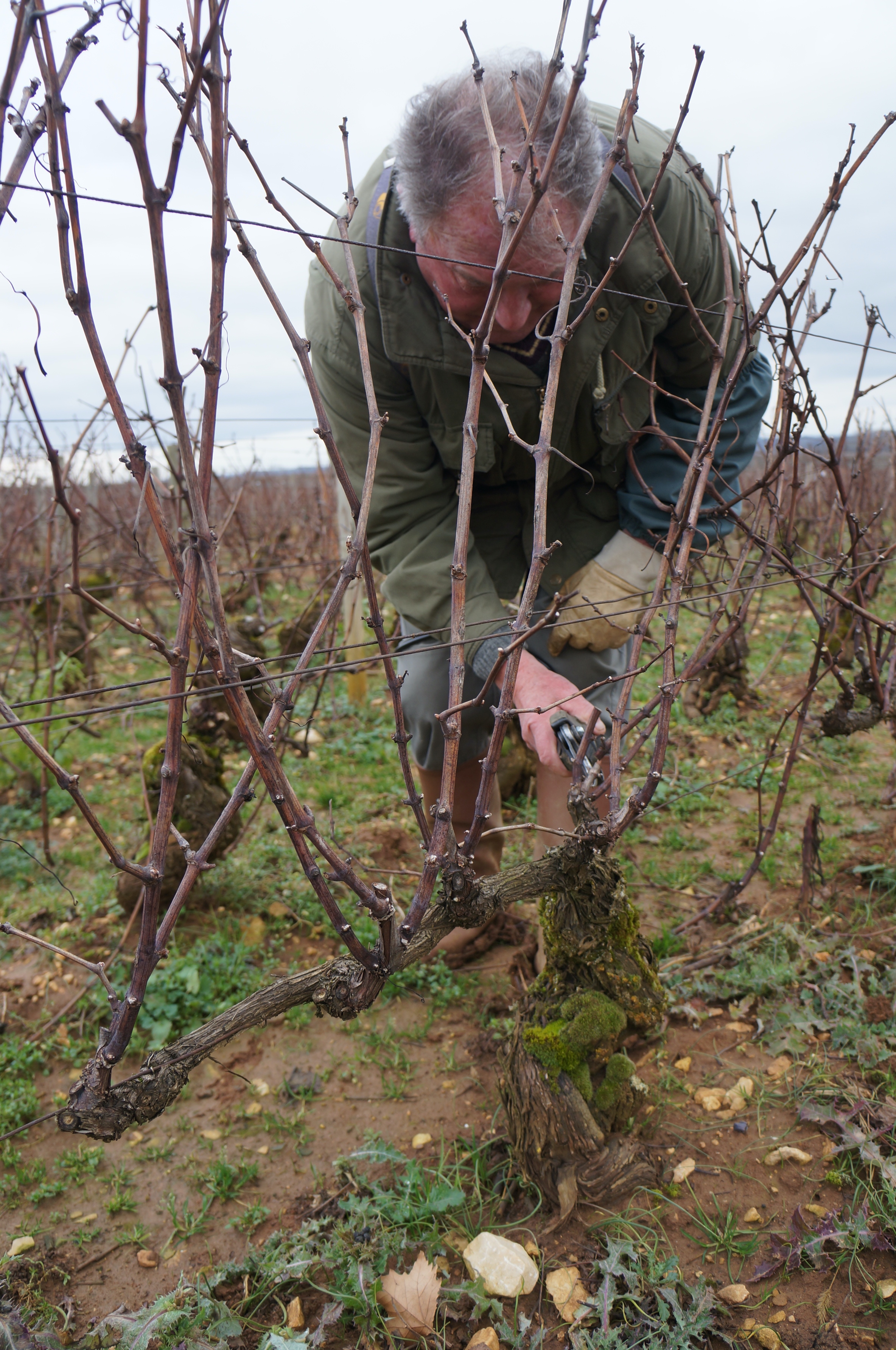 Une question de taille - regards croisés sur un geste viticole