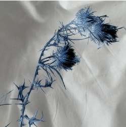 Exposition temporaire : Infiniment bleu