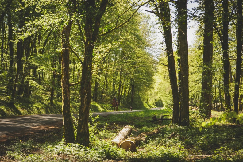 Photothèque Murmures de la forêt