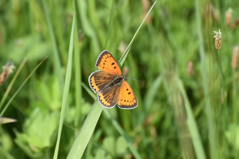Journée de la biodiversité