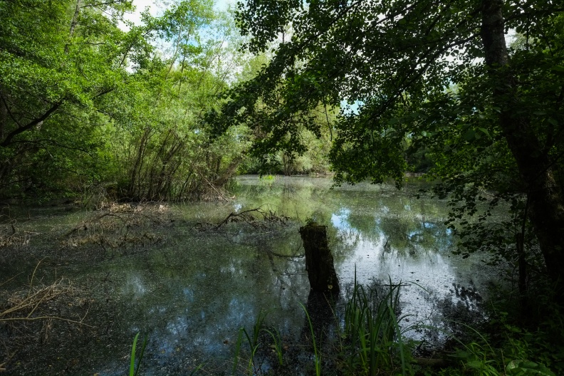 Photothèque sur les traces du castor