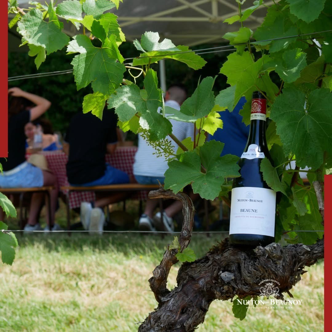 Pique-nique dans les vignes