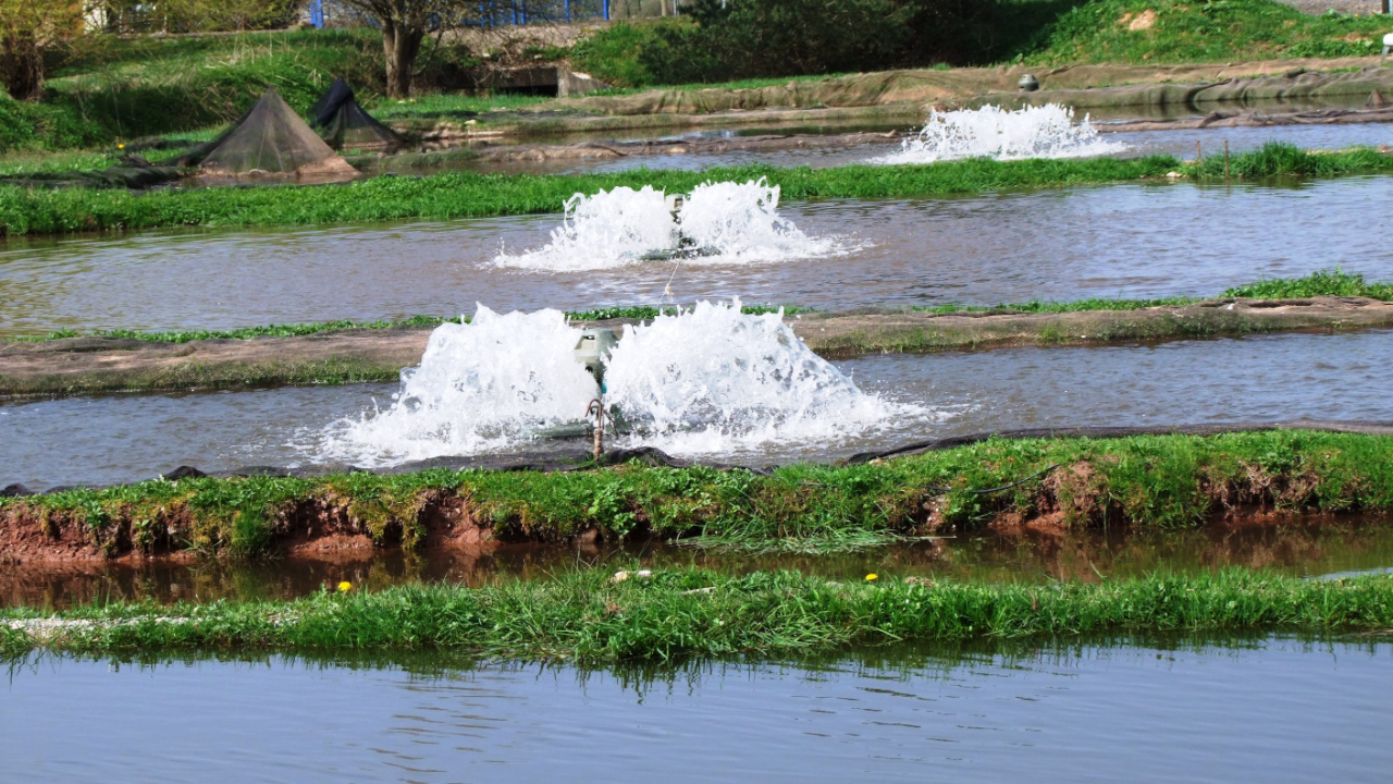 Pisciculture